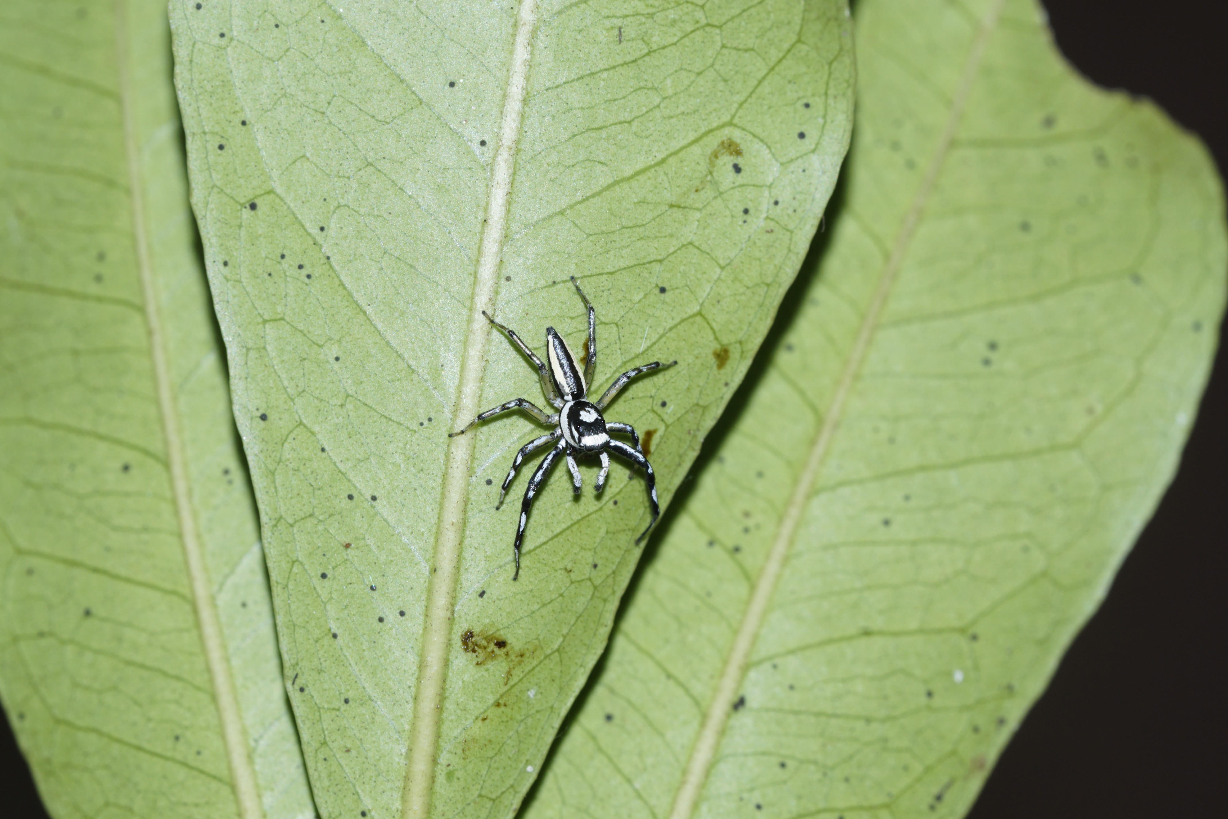 Phintella sp 4663