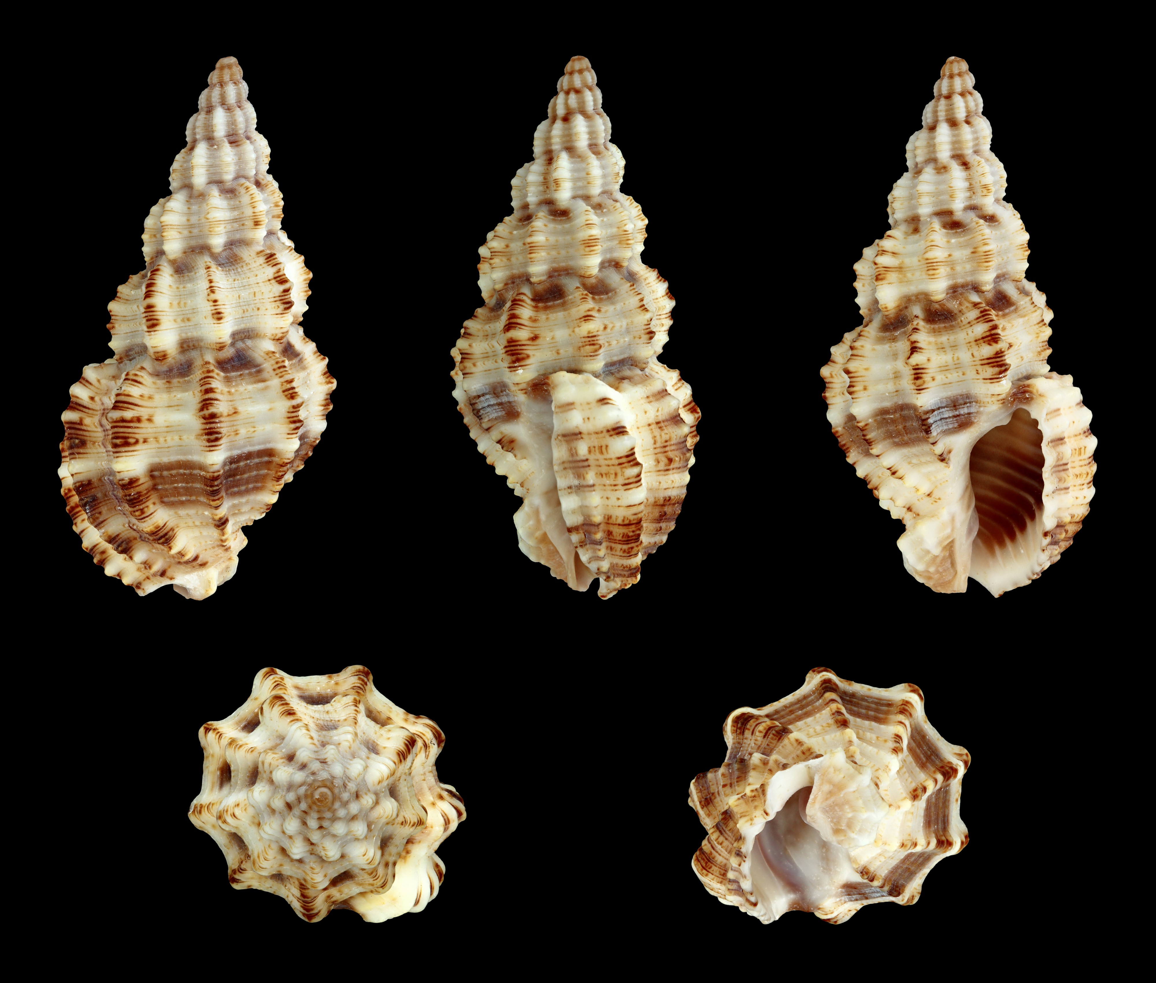Phos senticosus 01