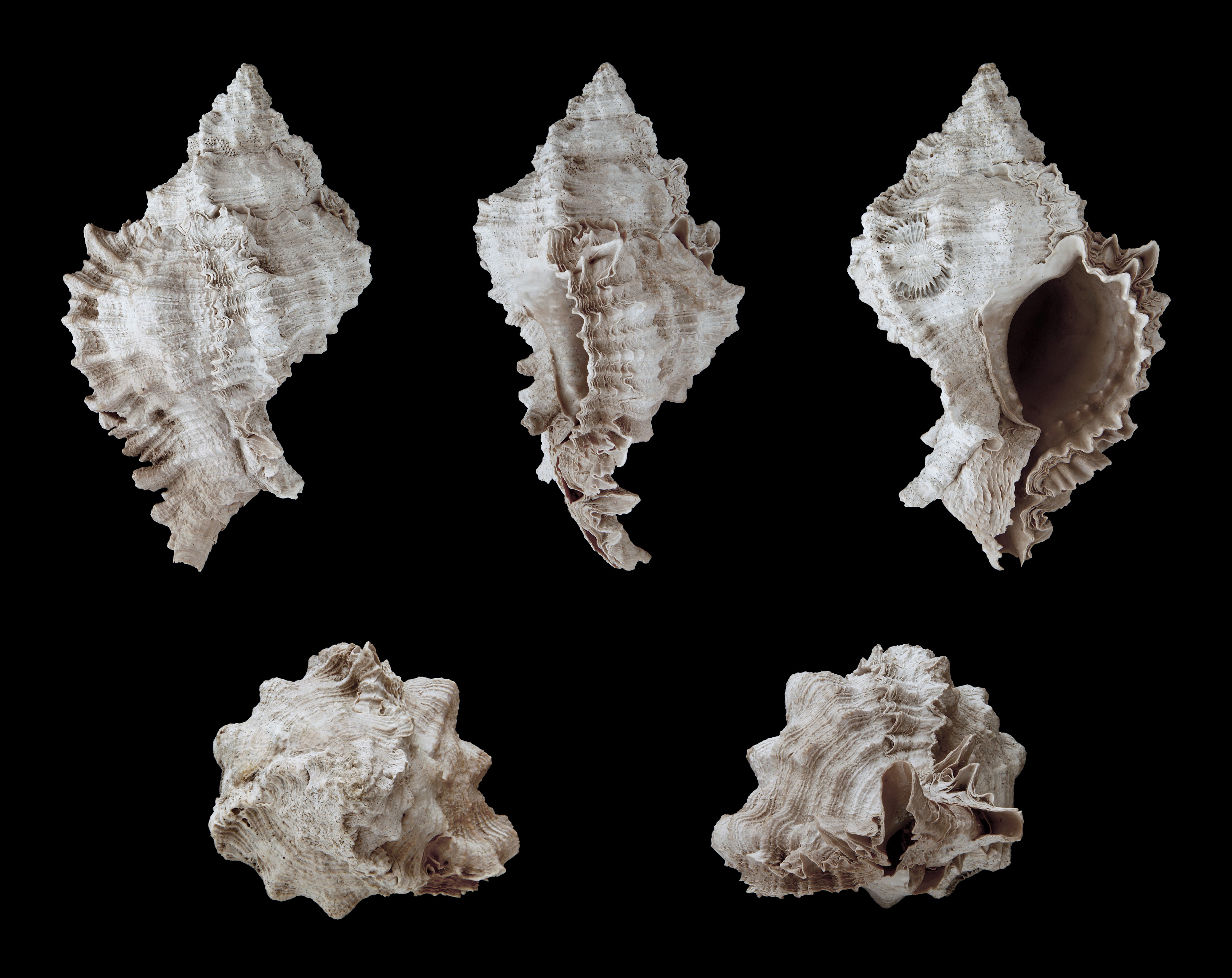 Phyllonotus evergladensis 01