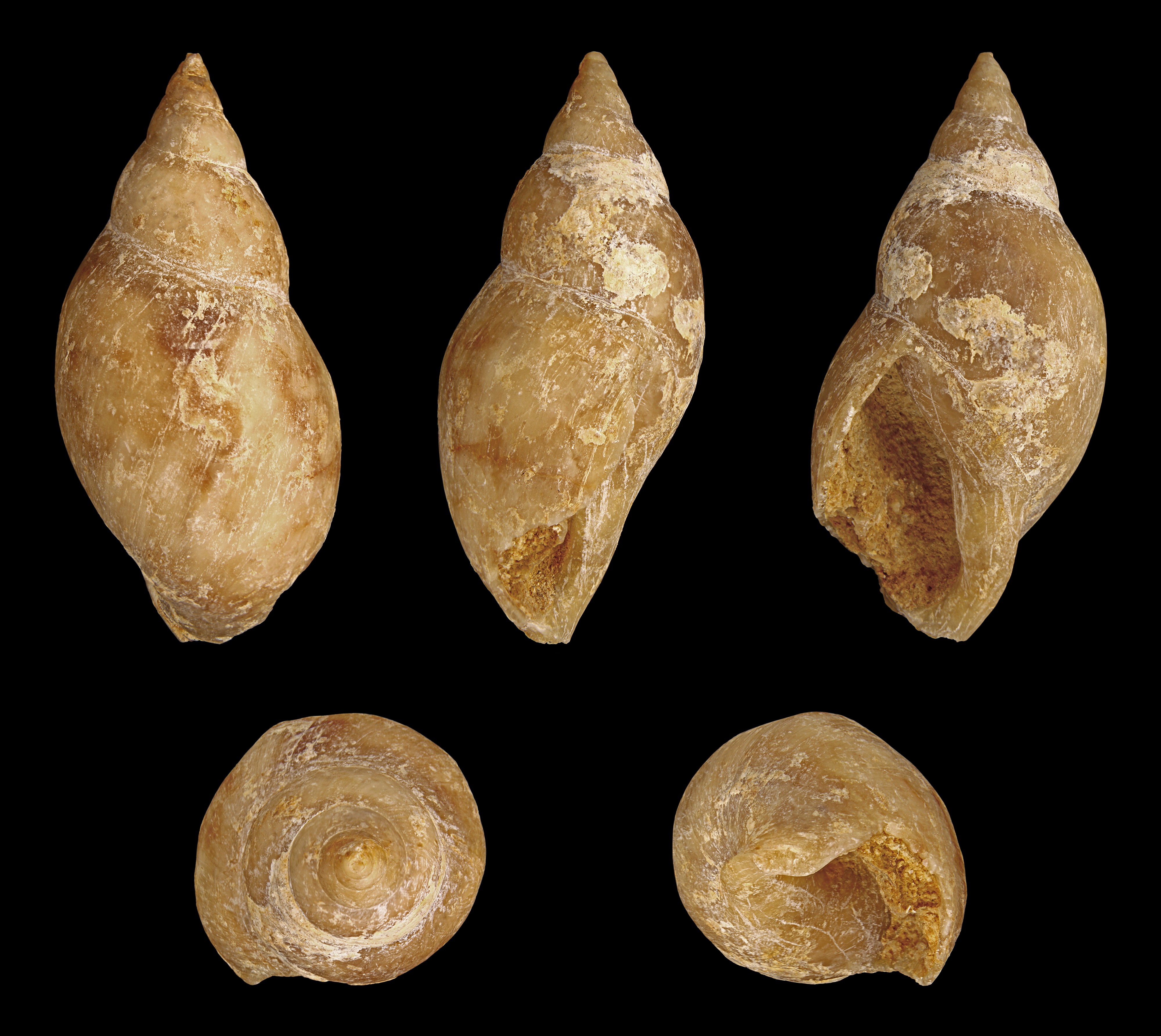 Physa gigantea 01
