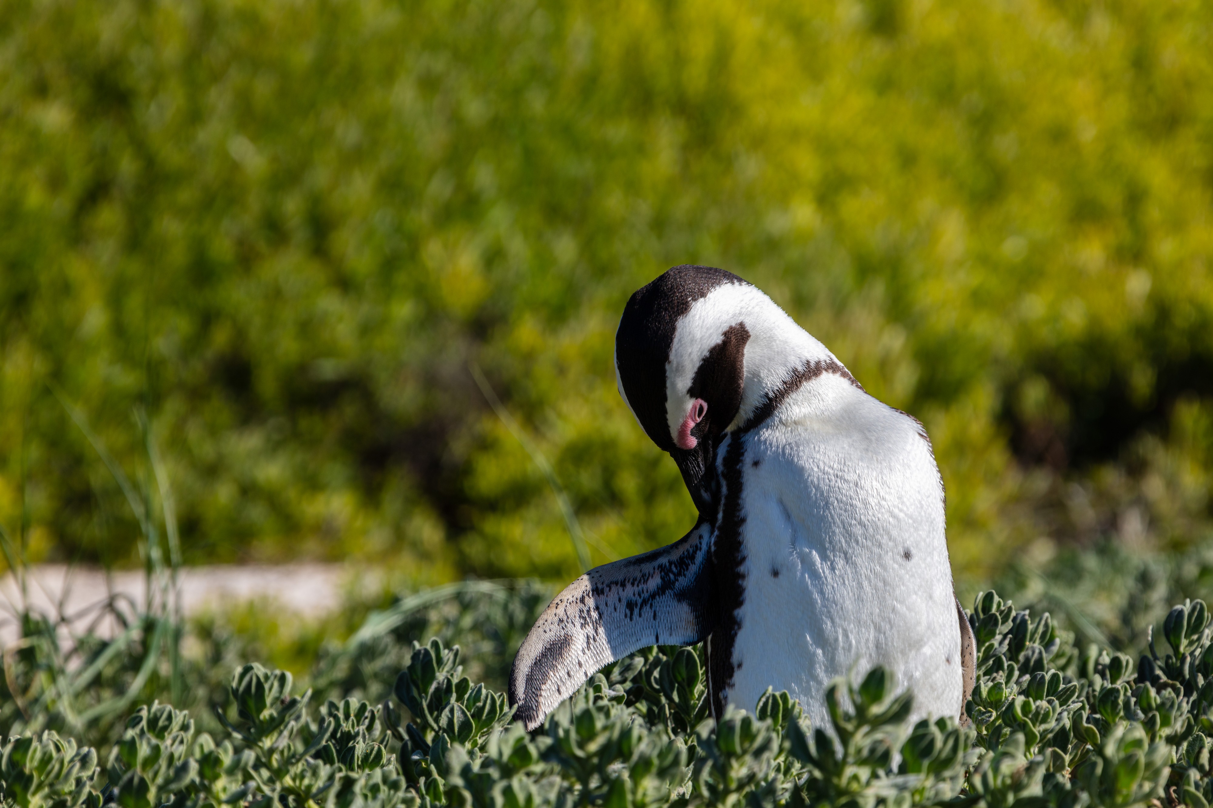 Pingüino de El Cabo (Spheniscus demersus), Playa de Boulders, Simon's Town, Sudáfrica, 2018-07-23, DD 45