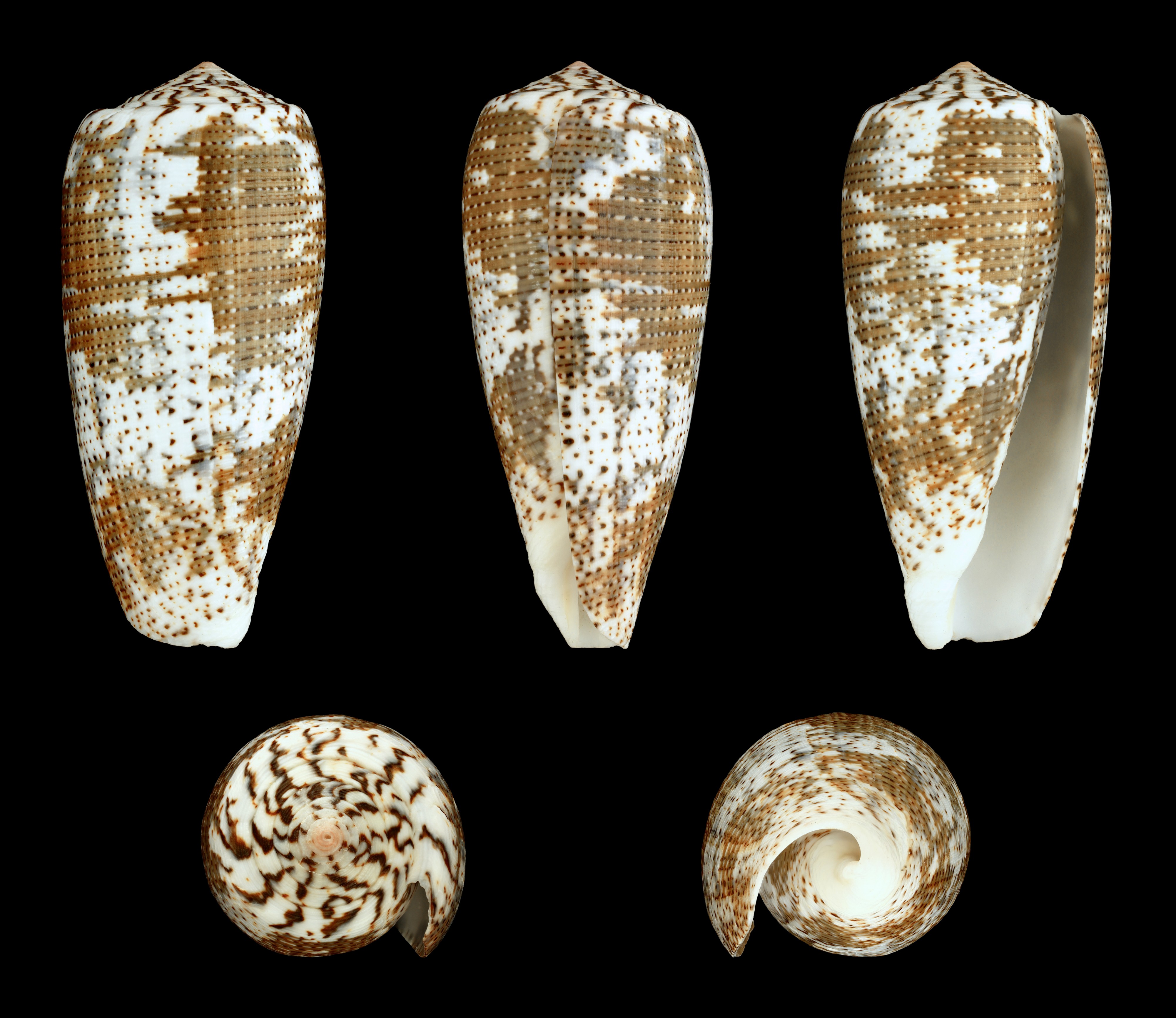Pionoconus magus f. assimilis 01