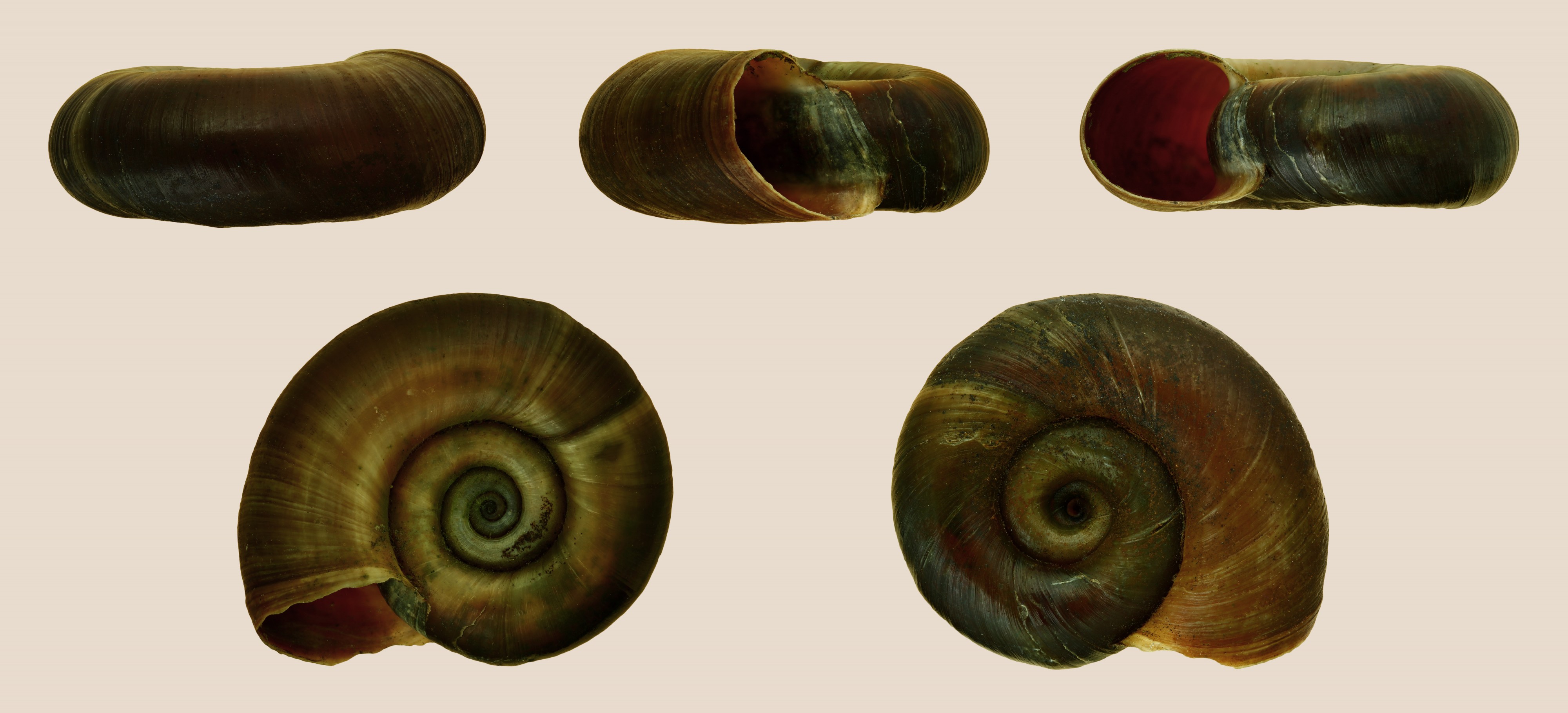 Planorbarius corneus 001