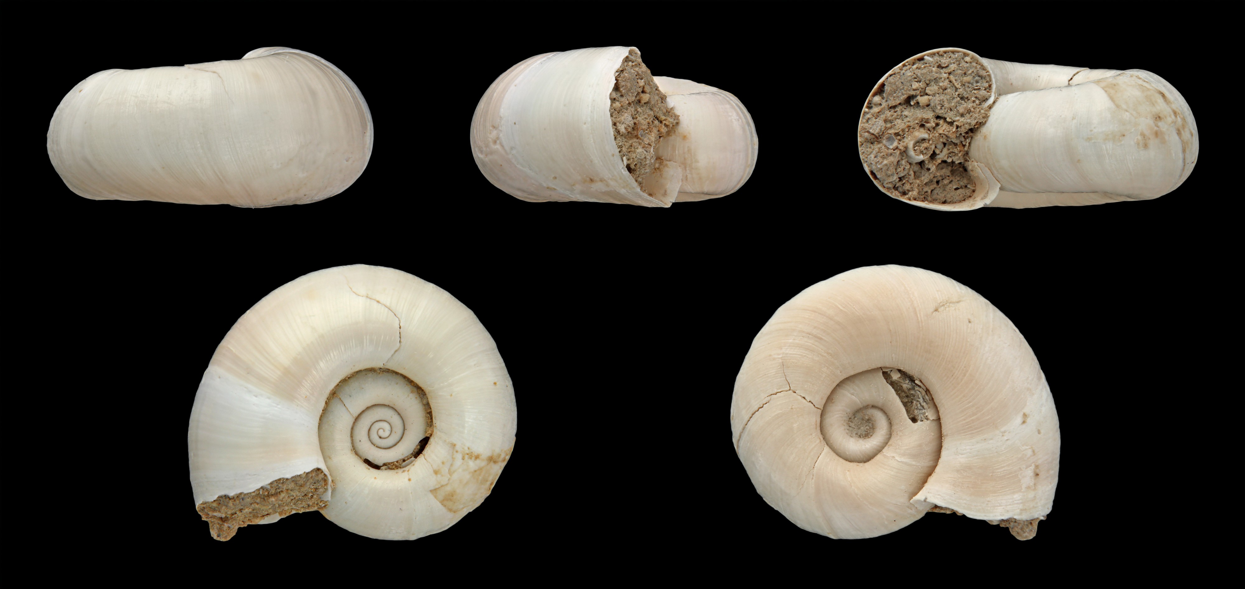 Planorbis crassus 01