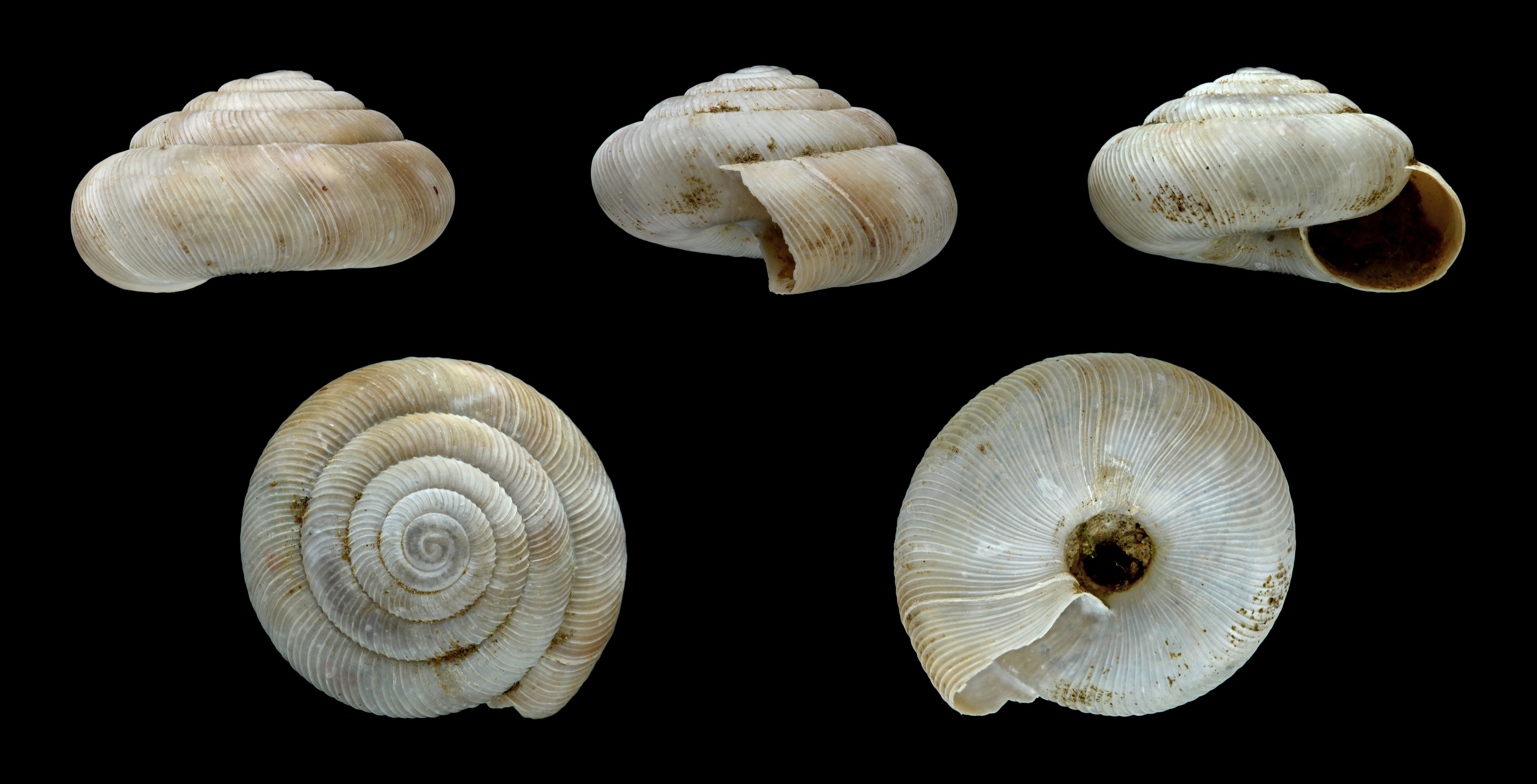 Pleurodiscus balmei 01