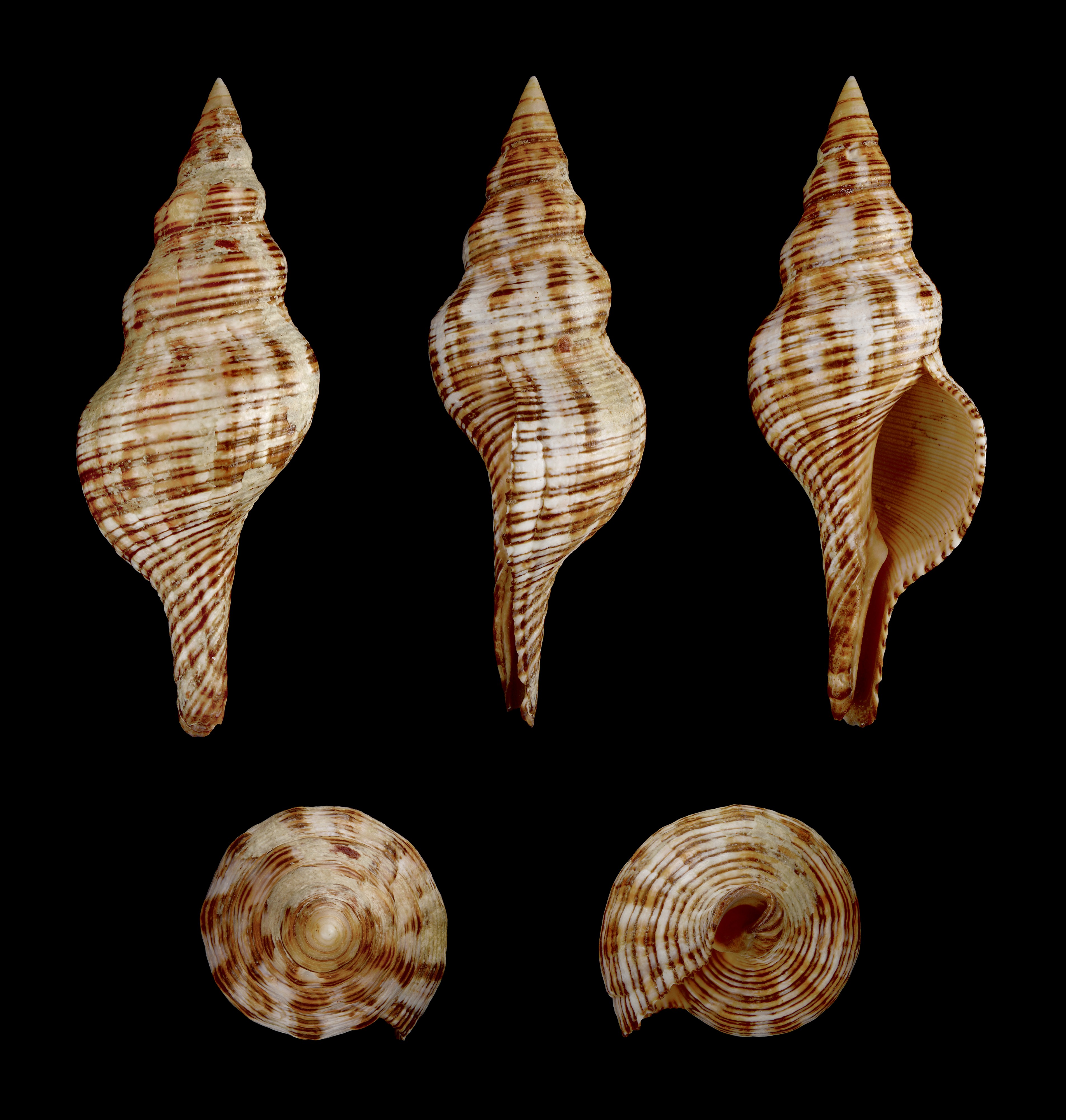Pleuroploca filamentosa 01