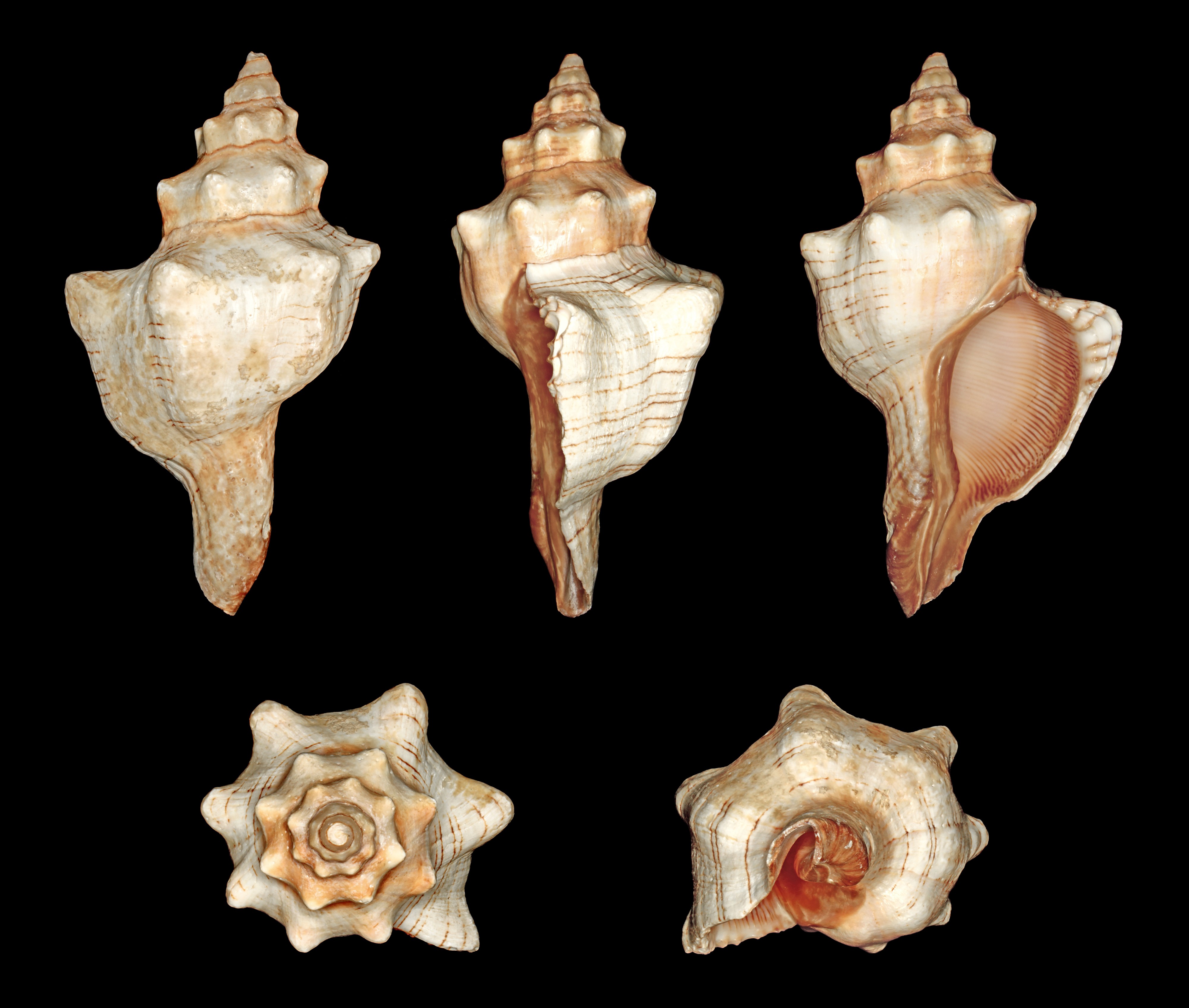 Pleuroploca trapezium 01