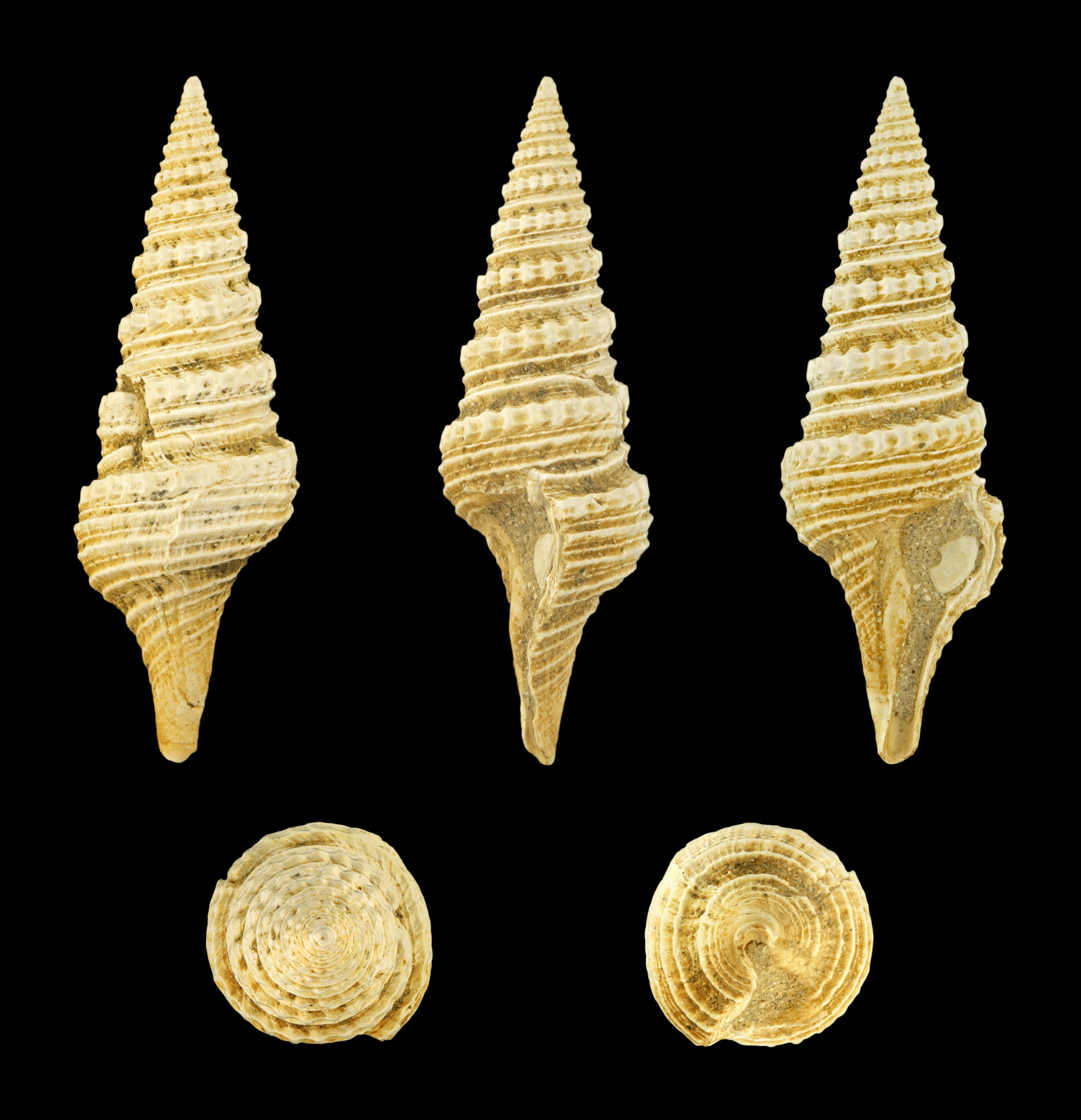 Pleurotoma denticulata 01