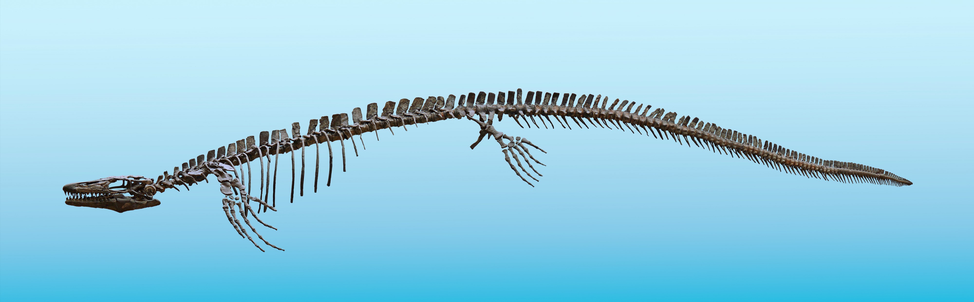 Plioplatecarpus 01