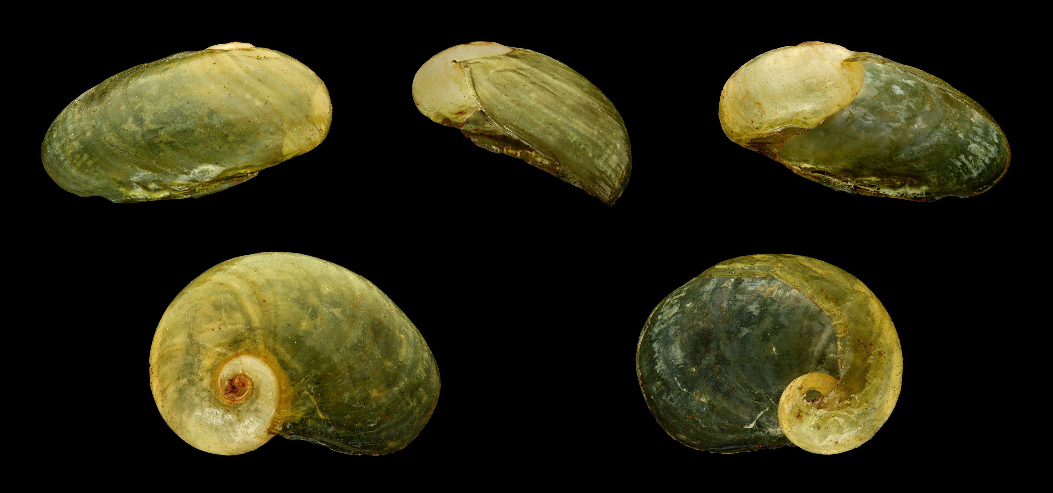 Plutonia lamarckii 01