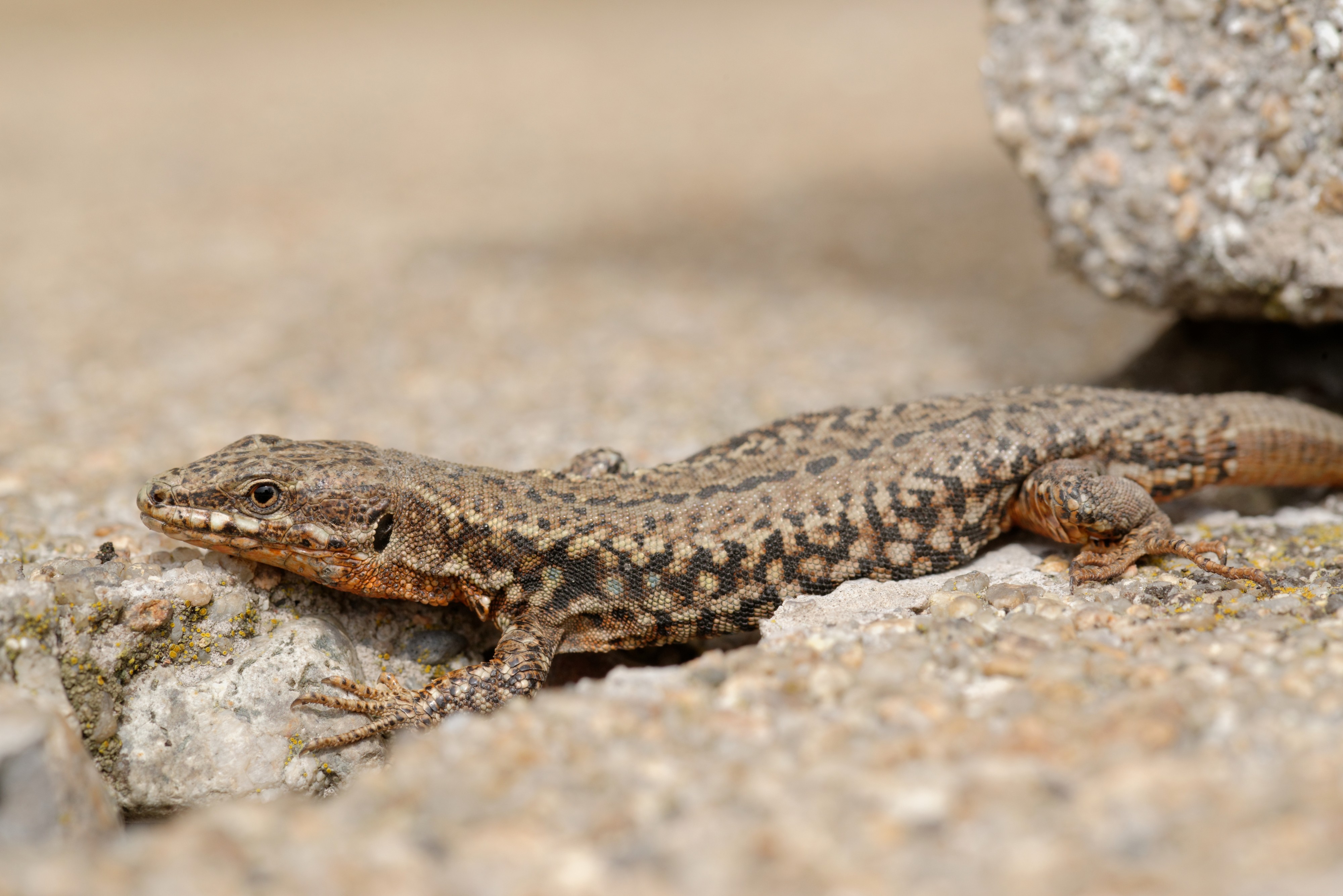 Podarcis muralis Auvergne 2013-04-02 n01