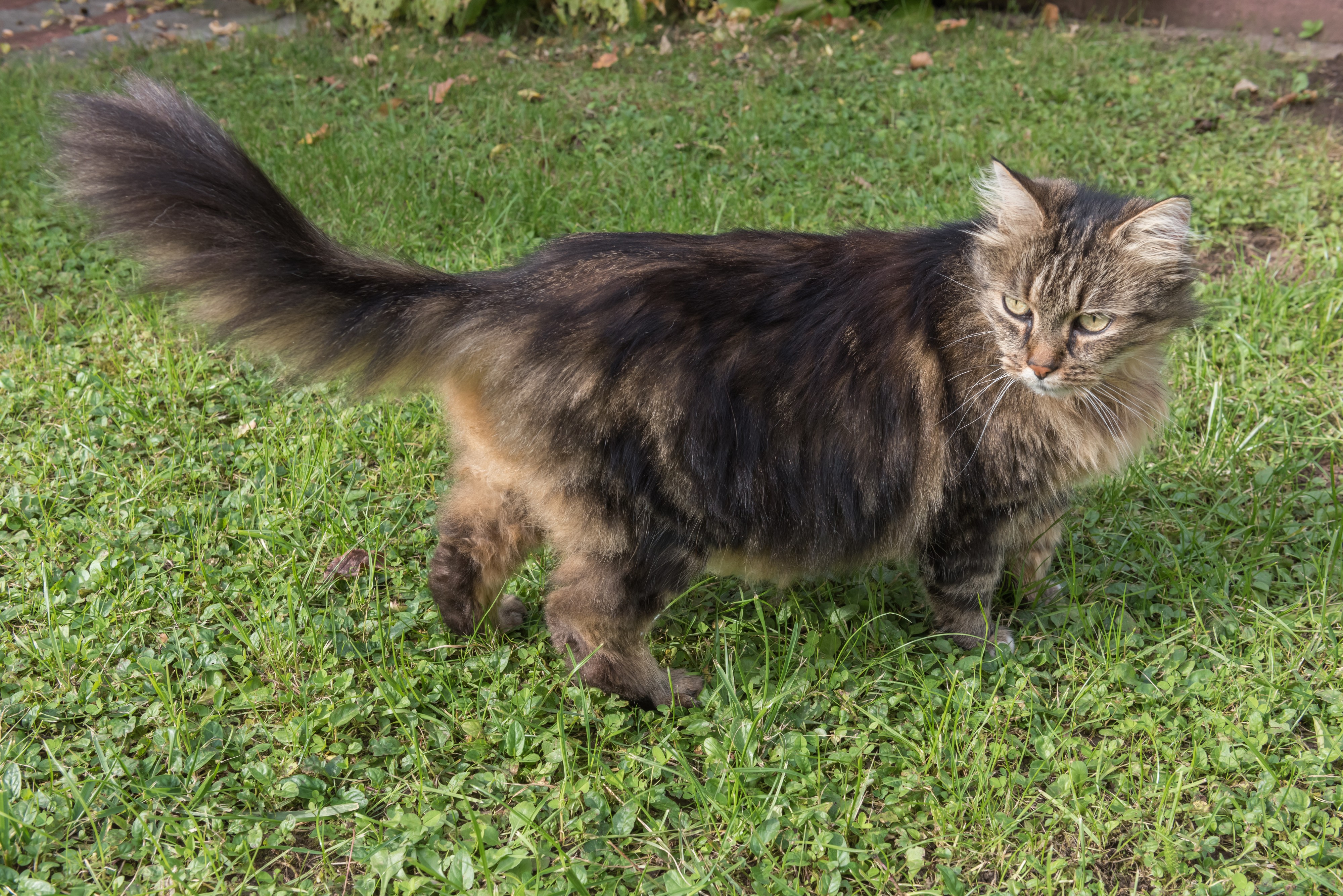 Poertschach Kater Karlo 09102016 4781
