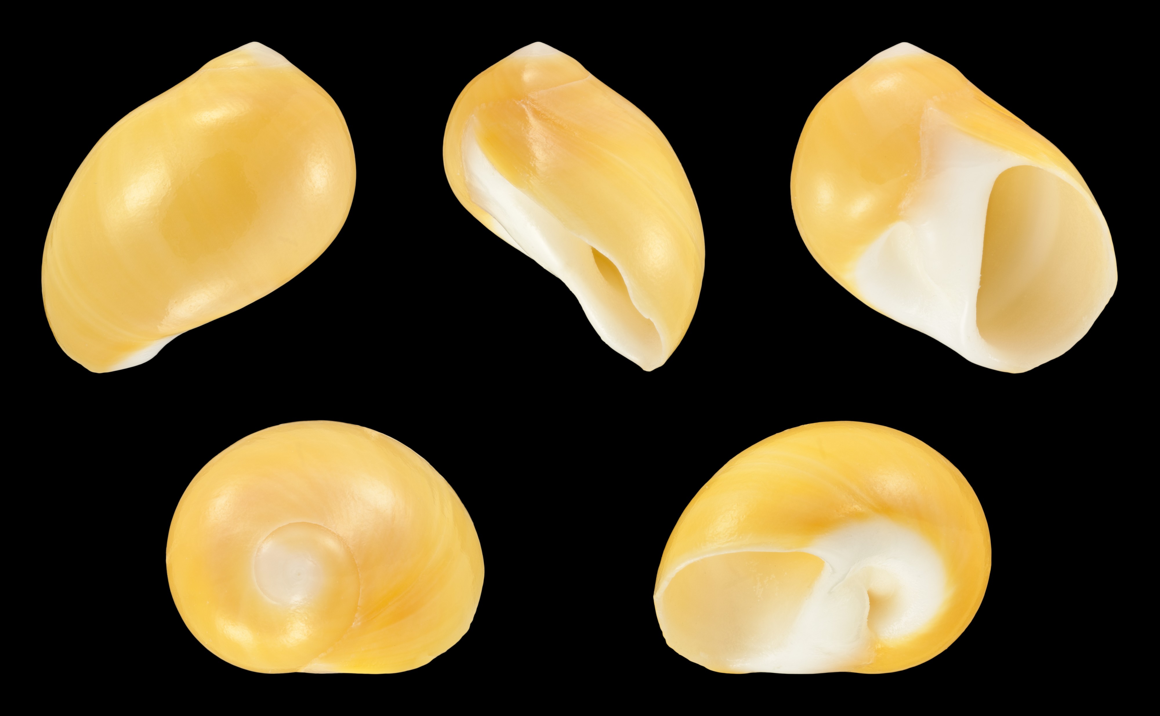 Polinices aurantius 01