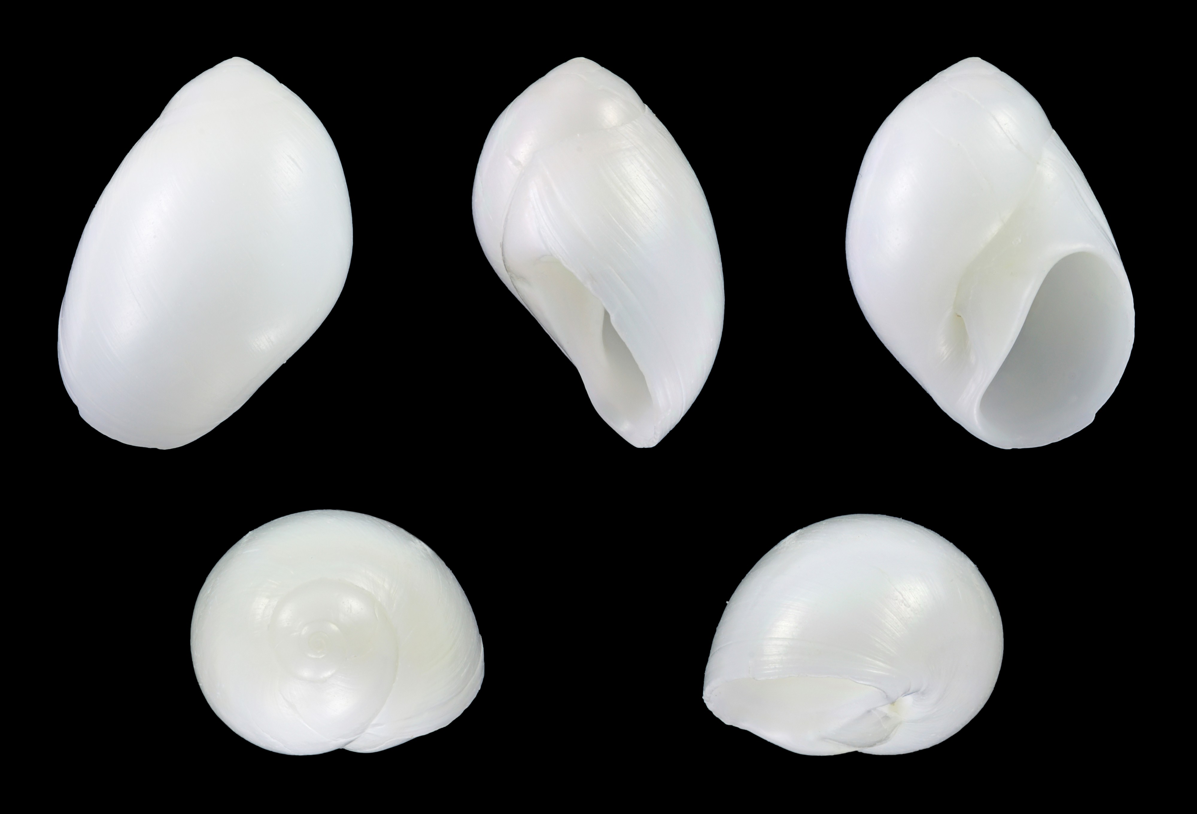 Polinices lacteus 01