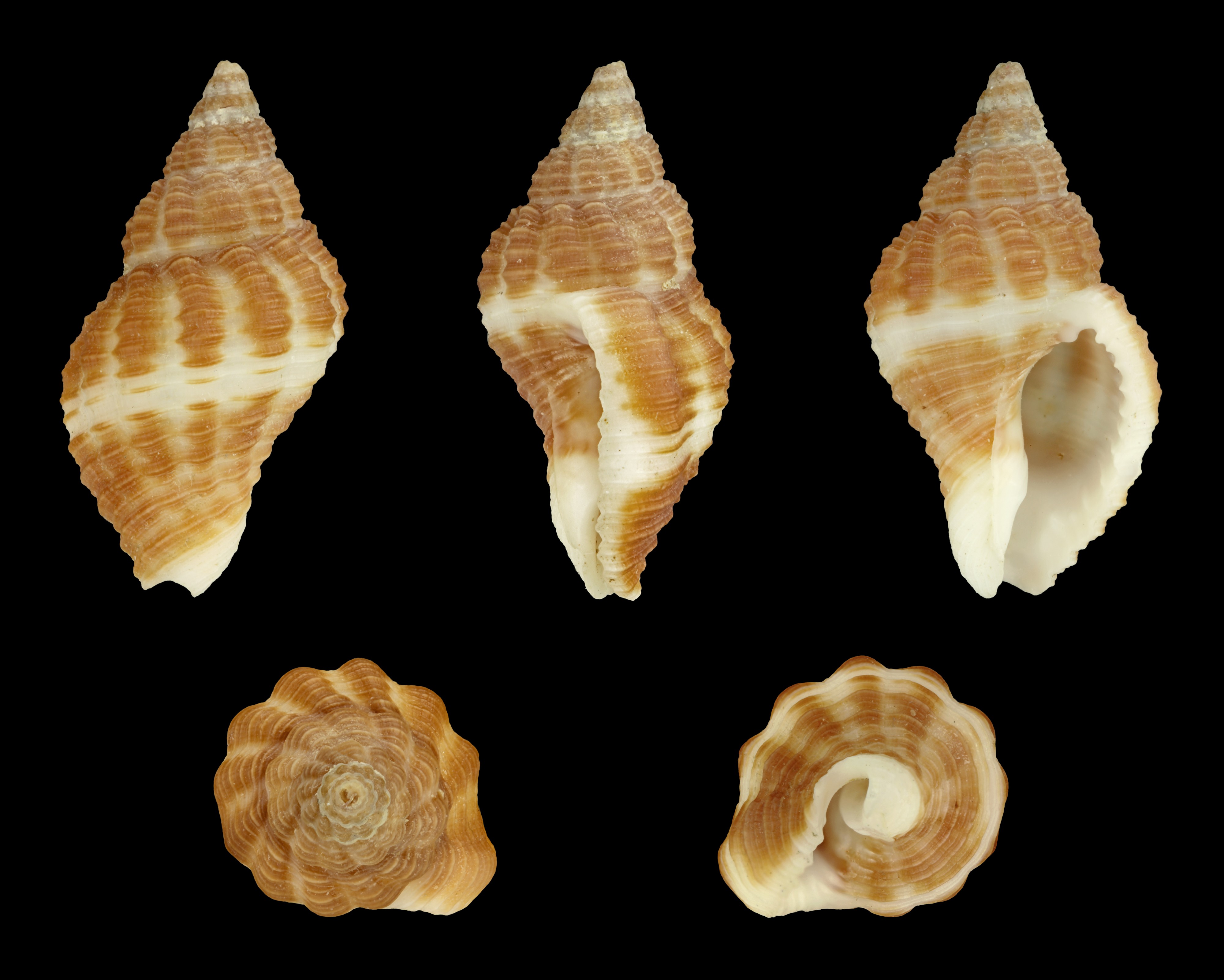 Pollia fumosa 01