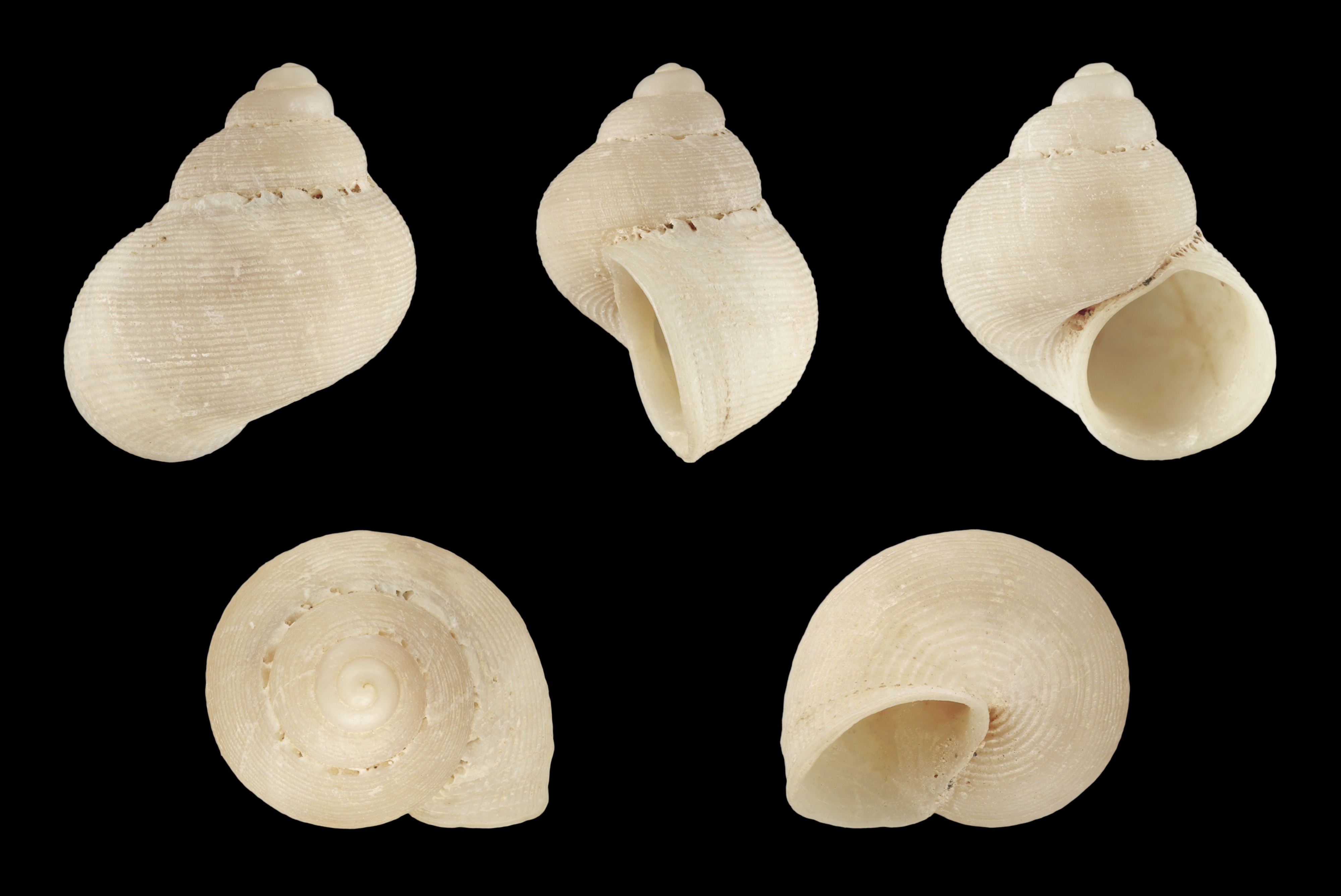 Pomatias lanzarotensis 02