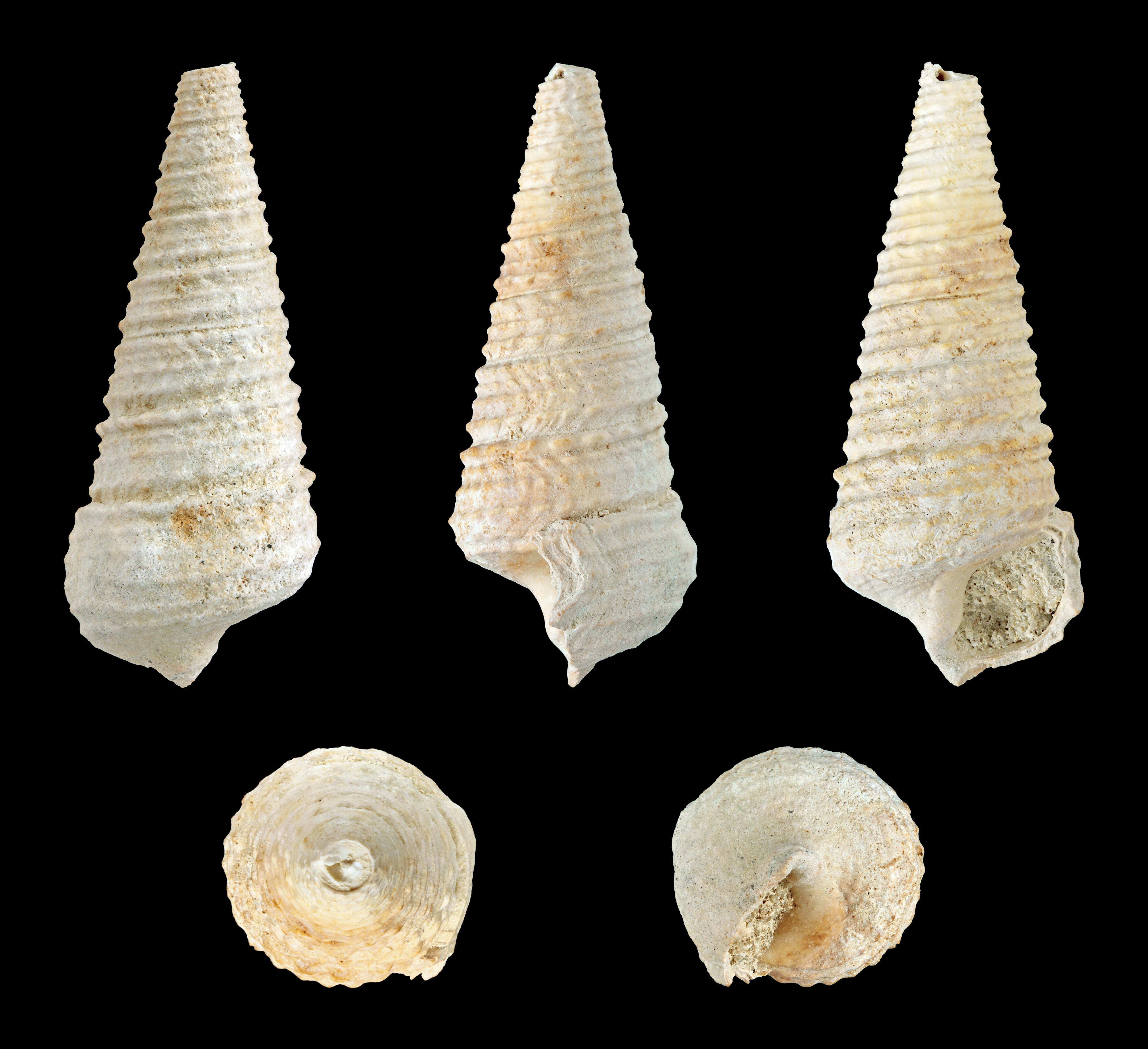 Potamides mixtus 01