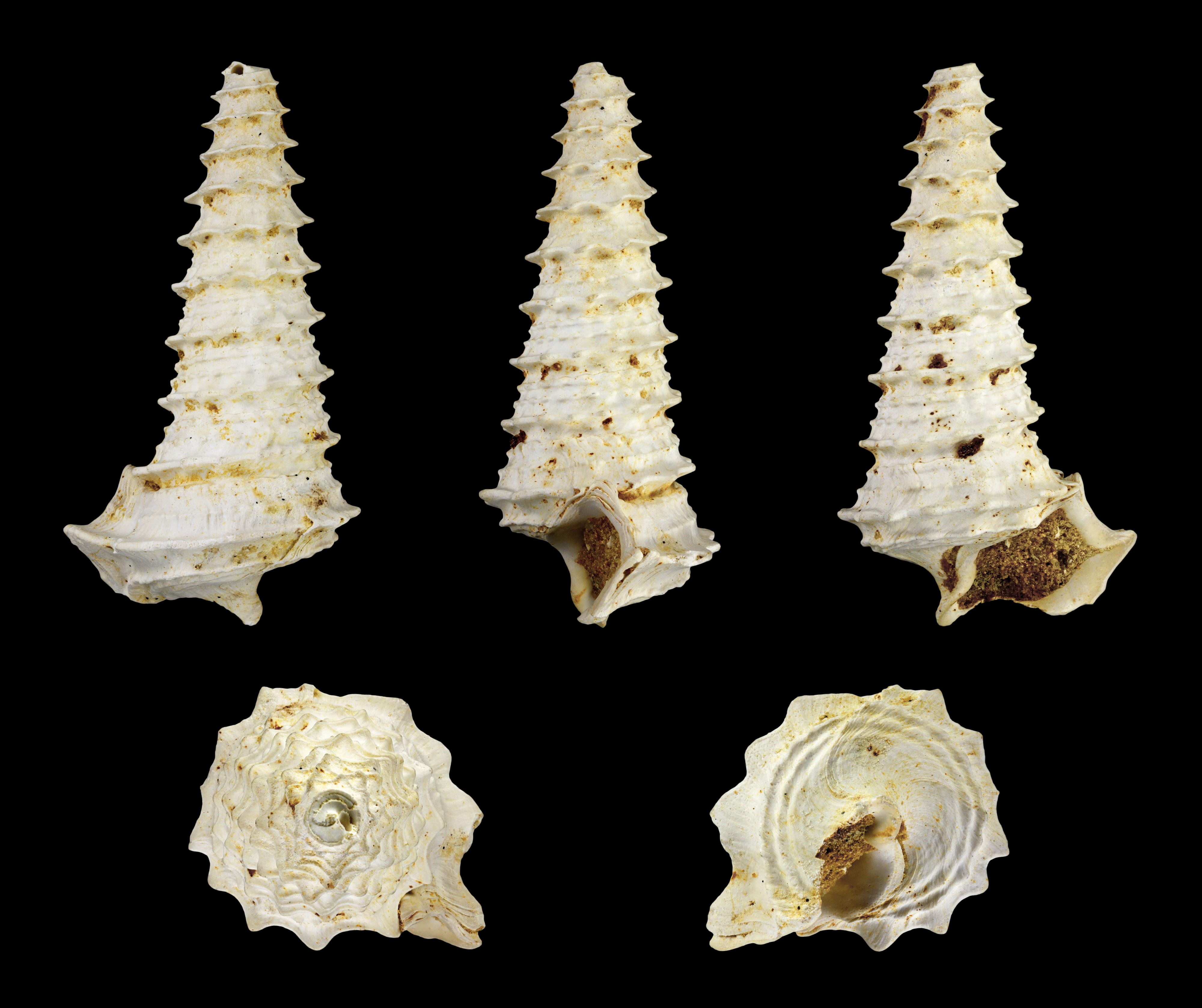 Potamides tricarinatus crispiacensis 01