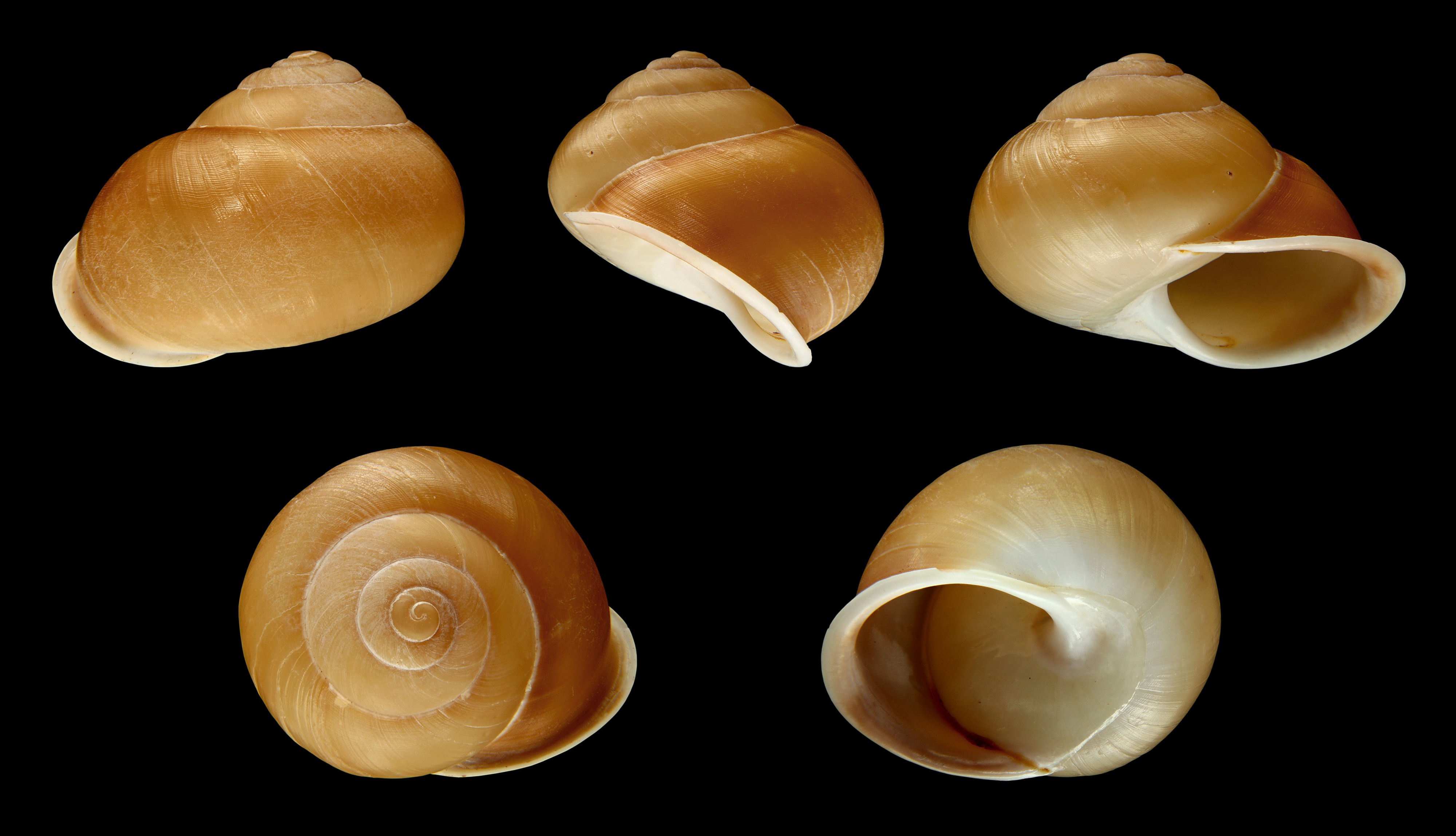 Promonturconchum superbum 01