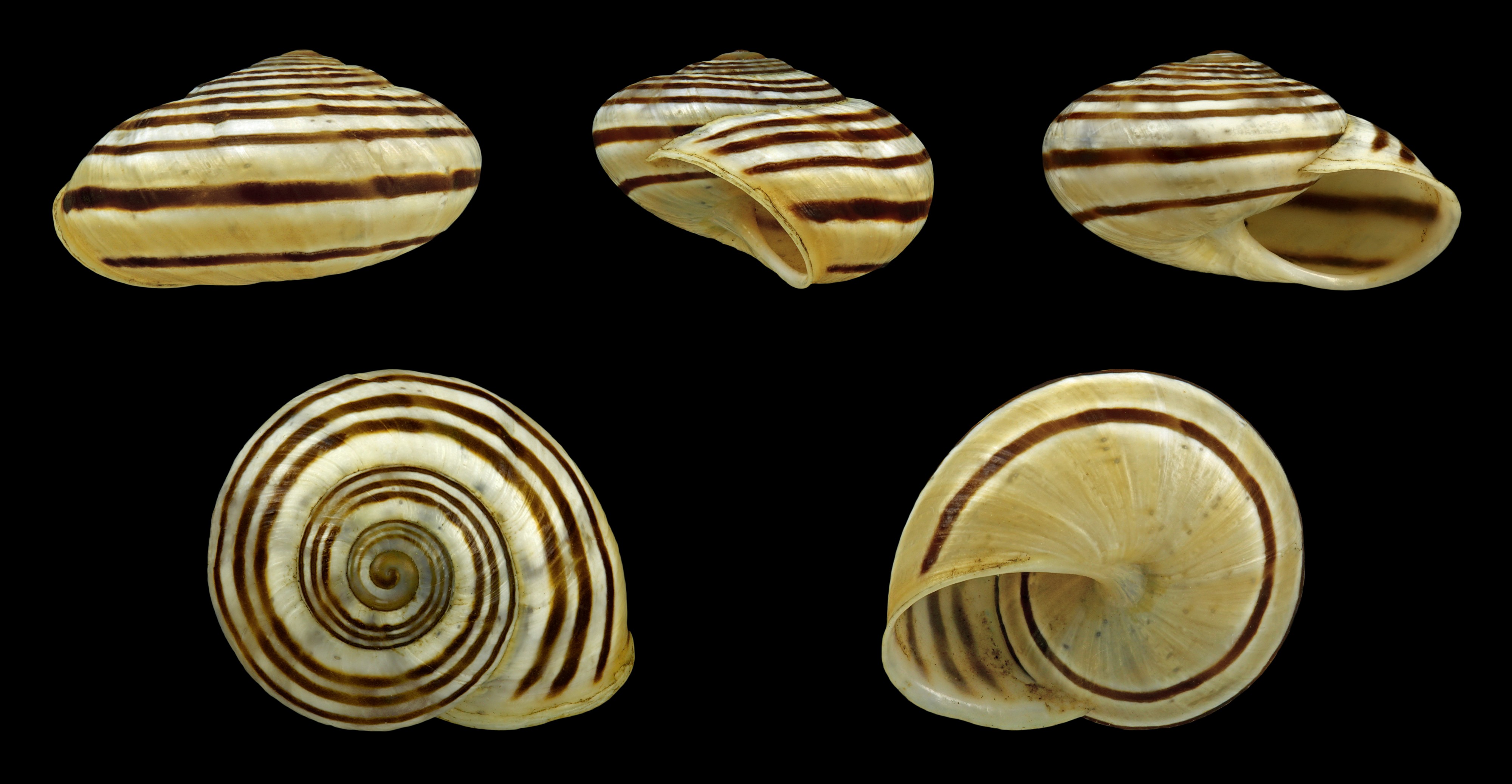 Pseudotachea splendida - five-banded - complete
