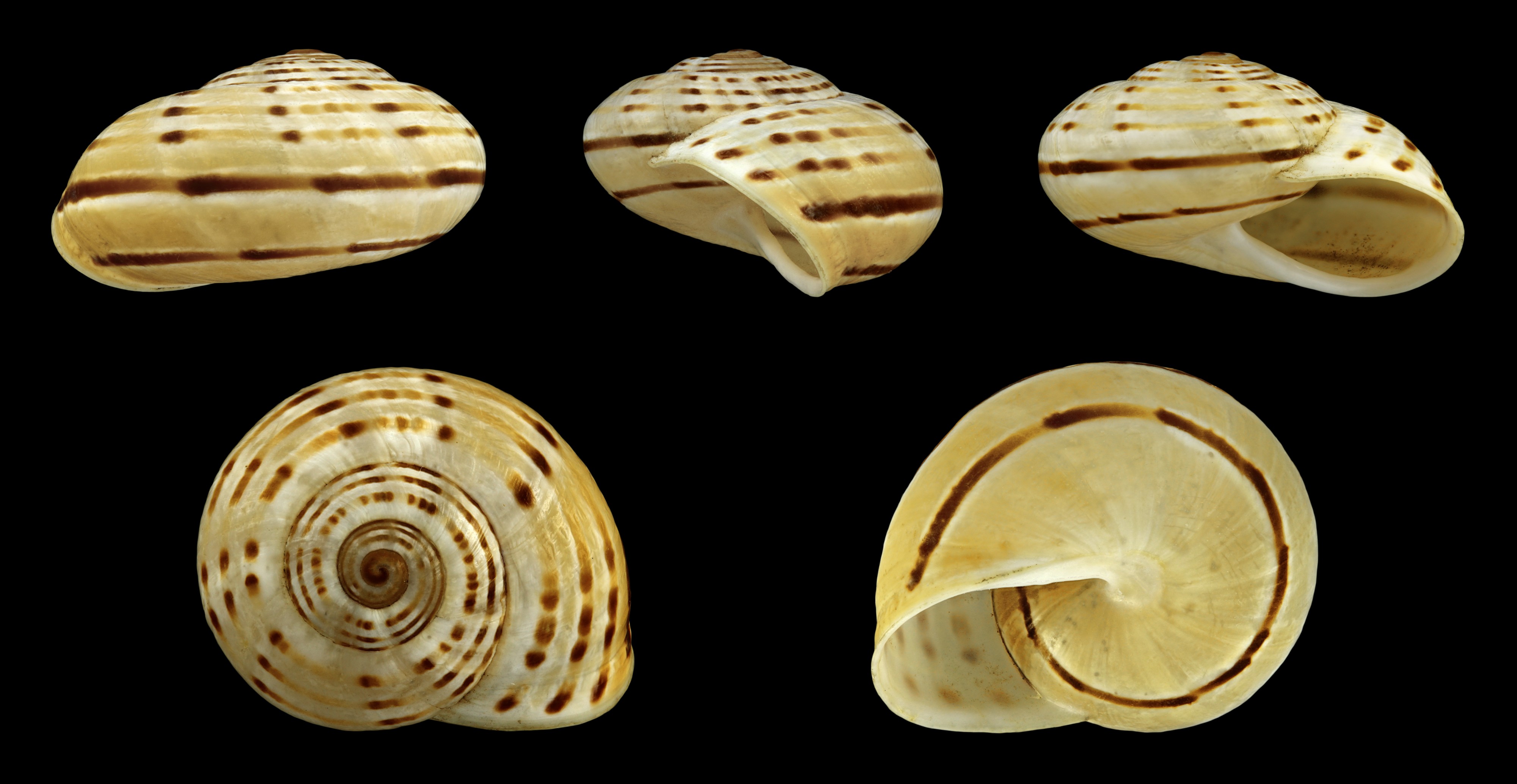 Pseudotachea splendida 03