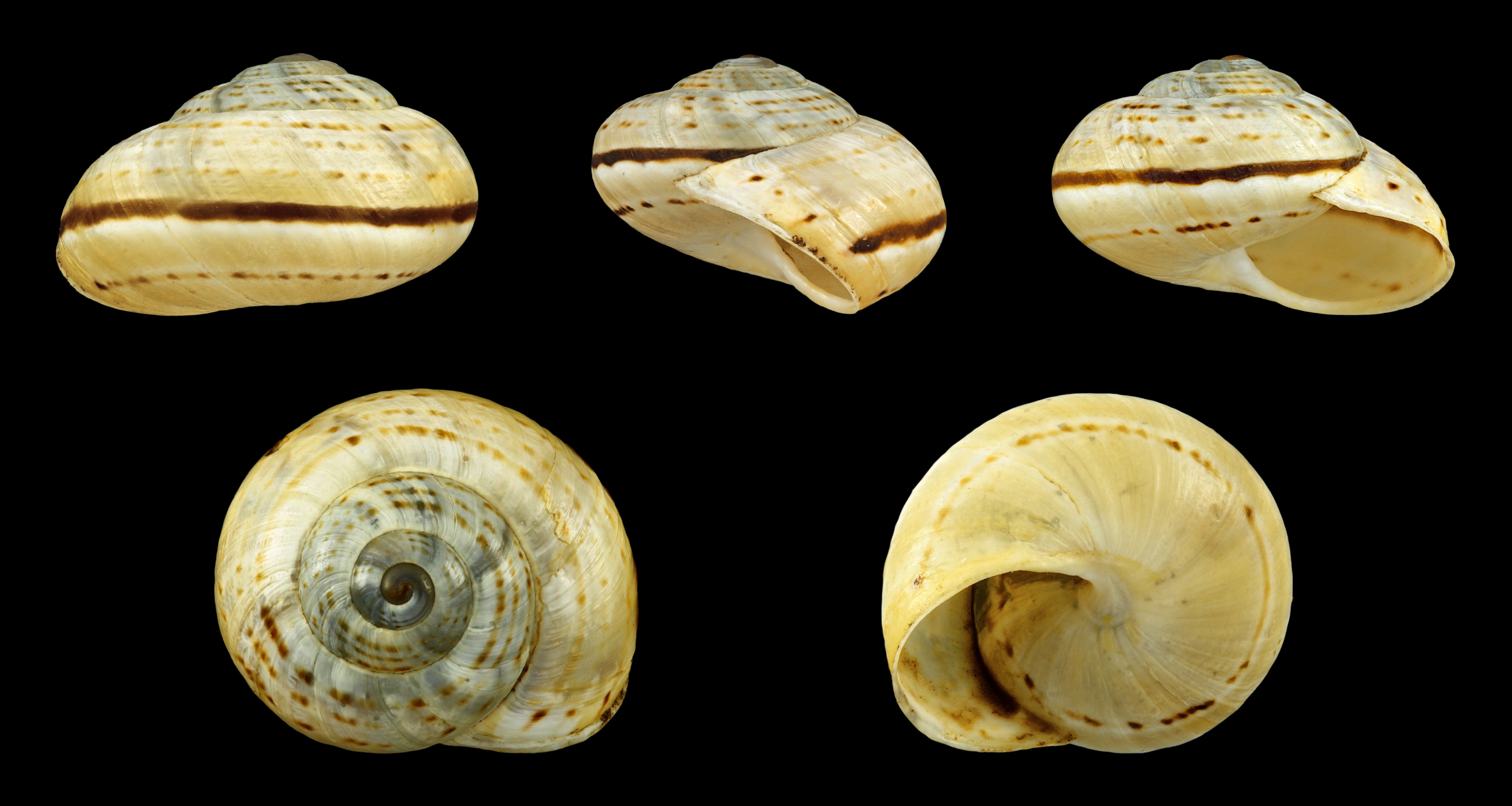 Pseudotachea splendida 04