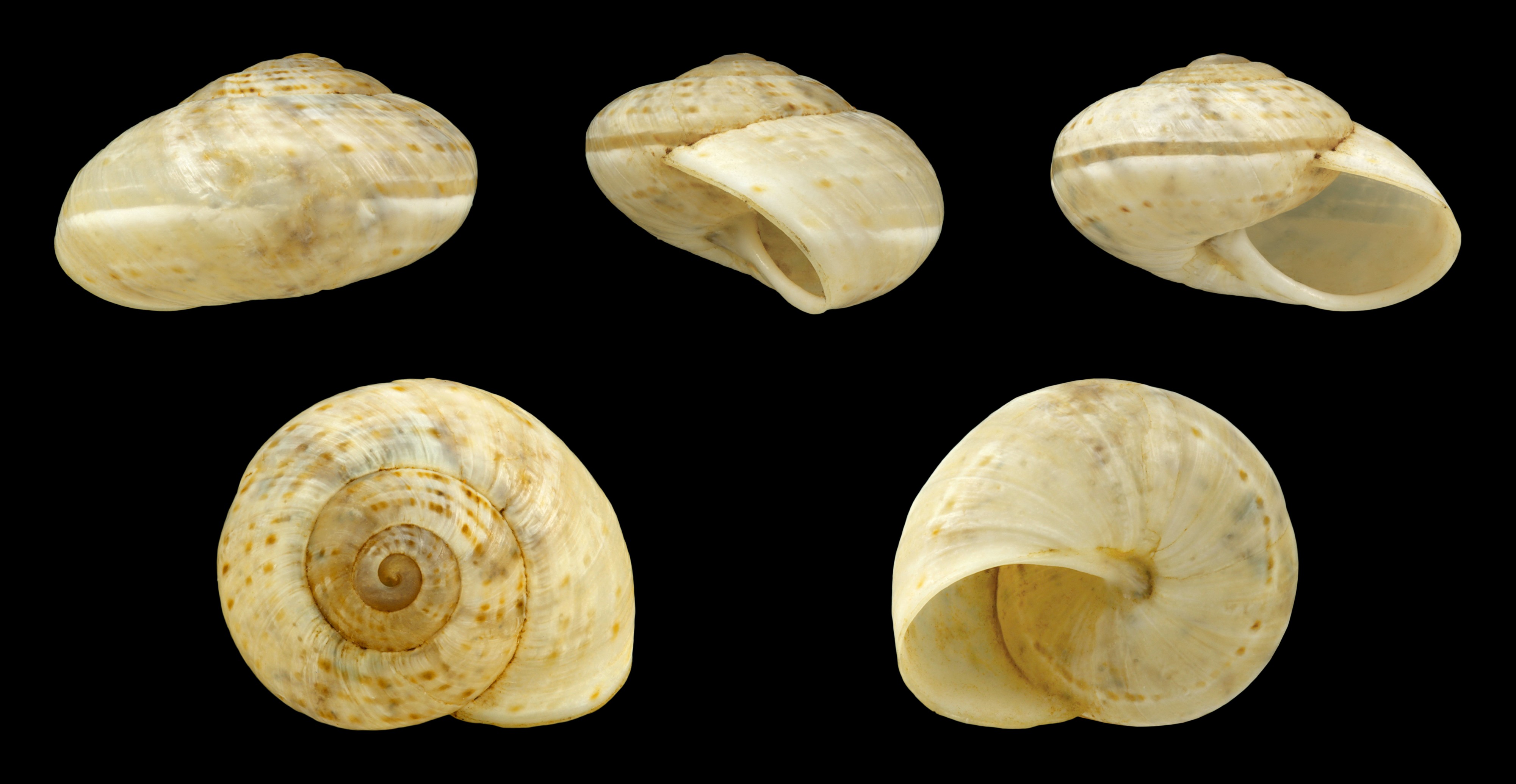 Pseudotachea splendida 05