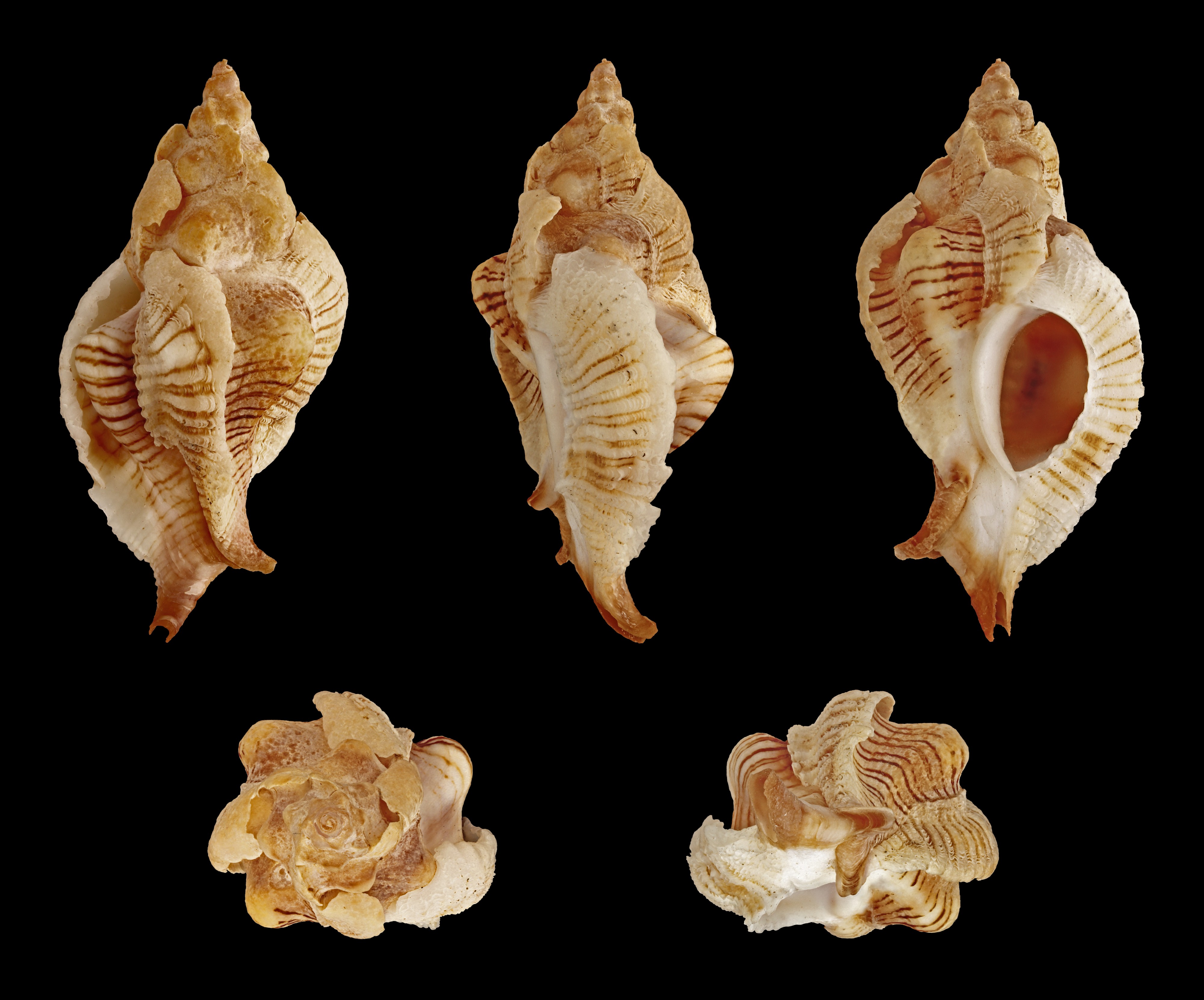 Pteropurpura festiva 01