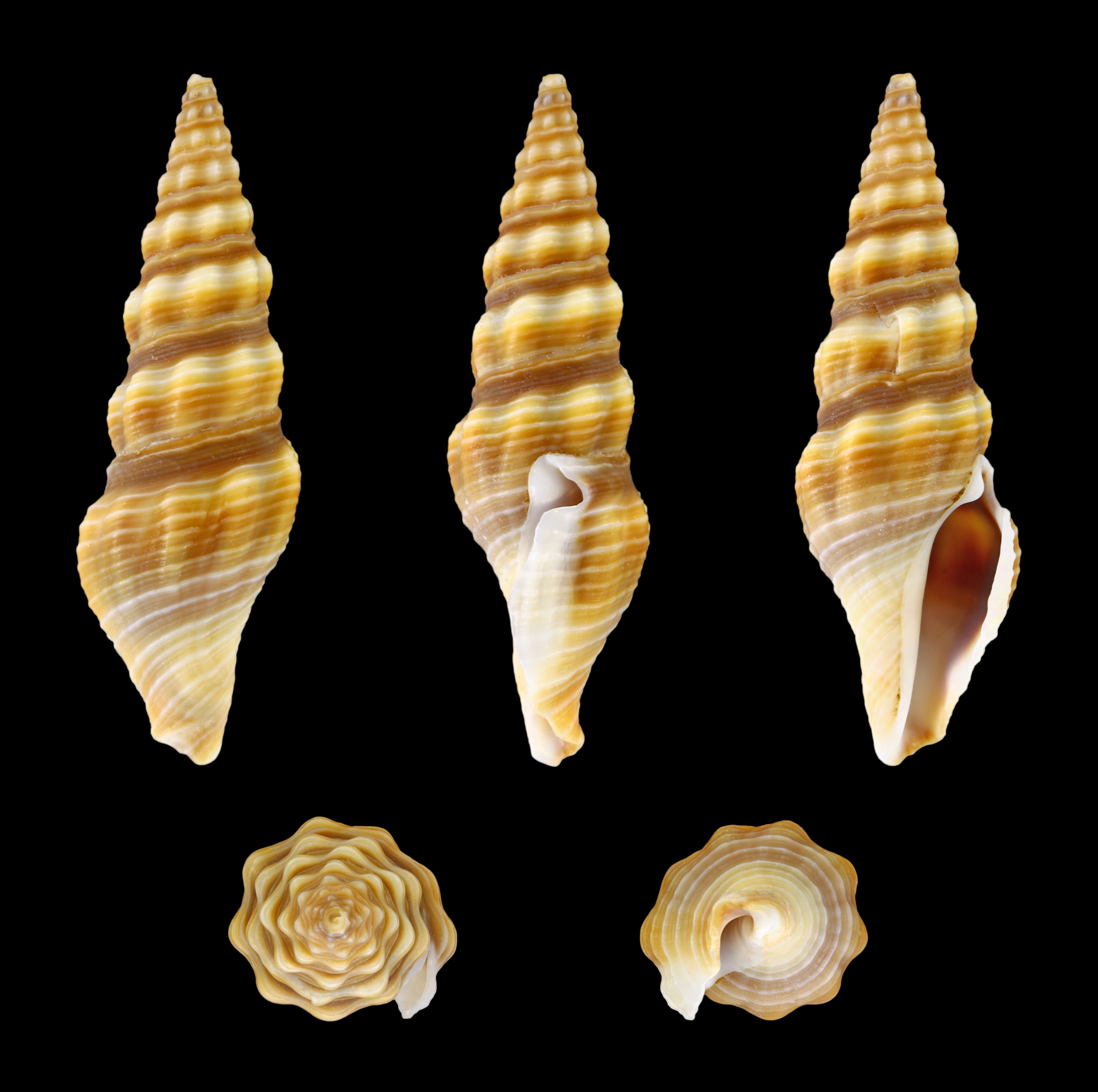 Ptychobela nodulosa 01