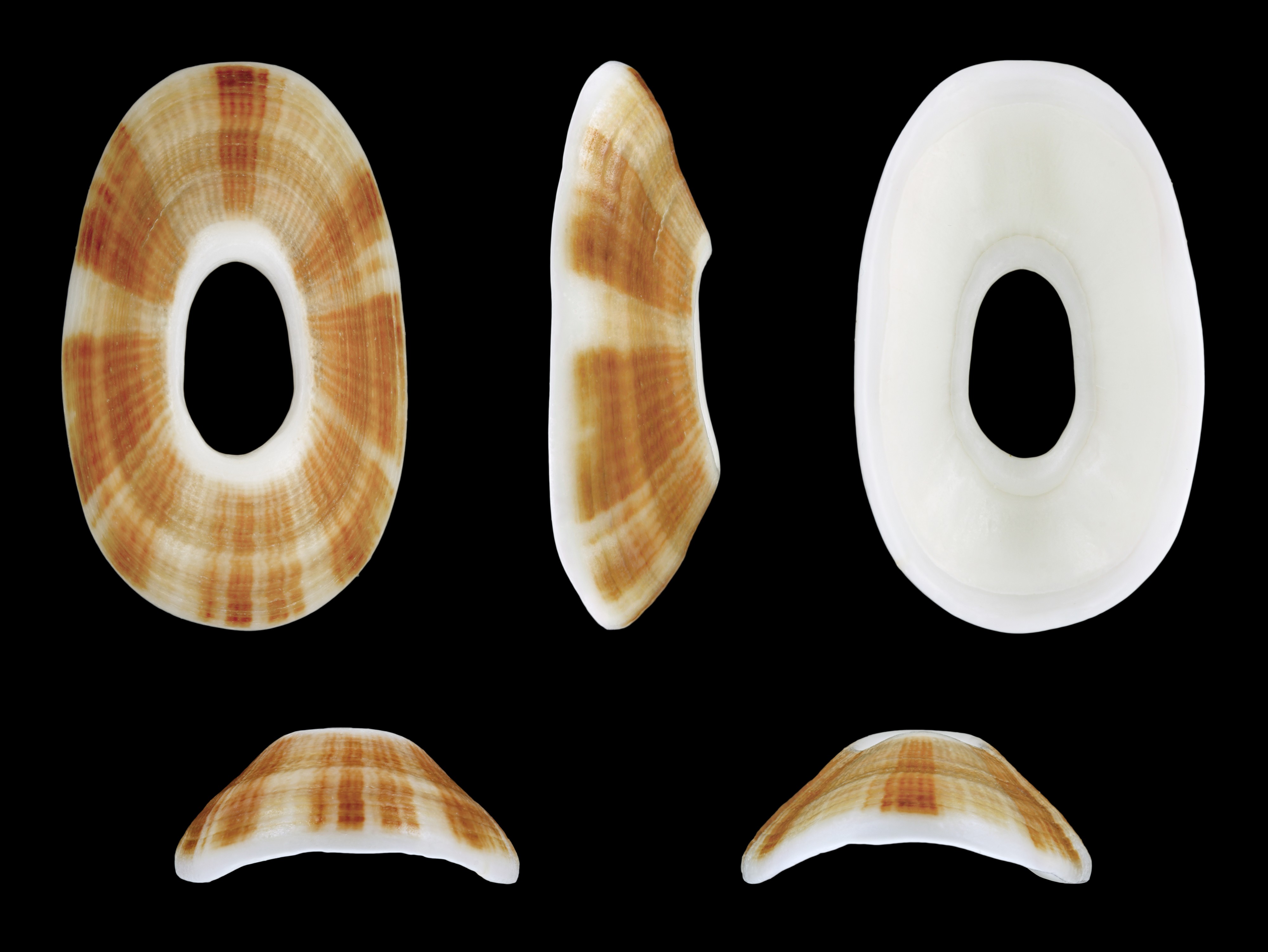 Pupillaea aperta 01