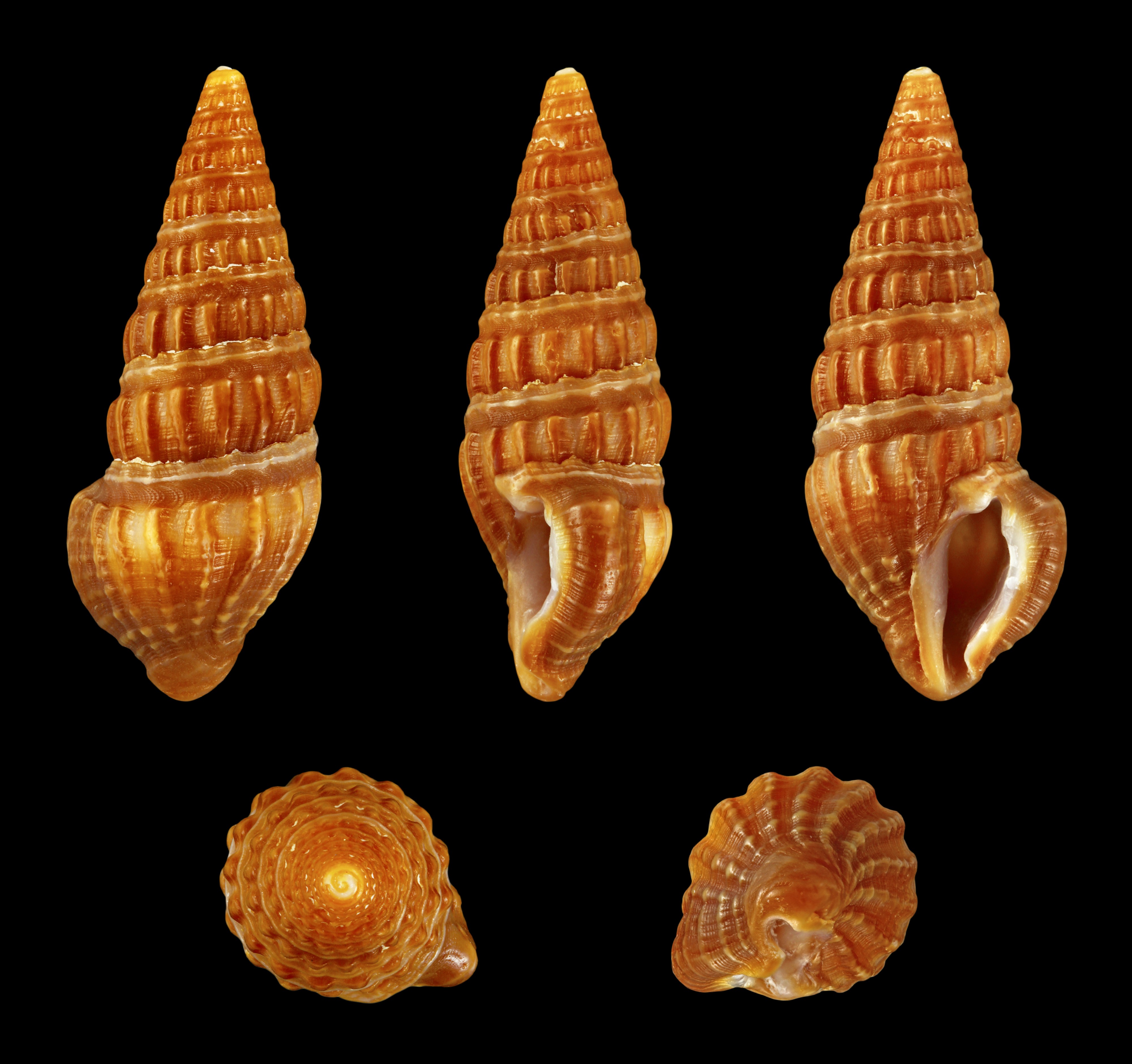 Pyrgospira tampaensis 01