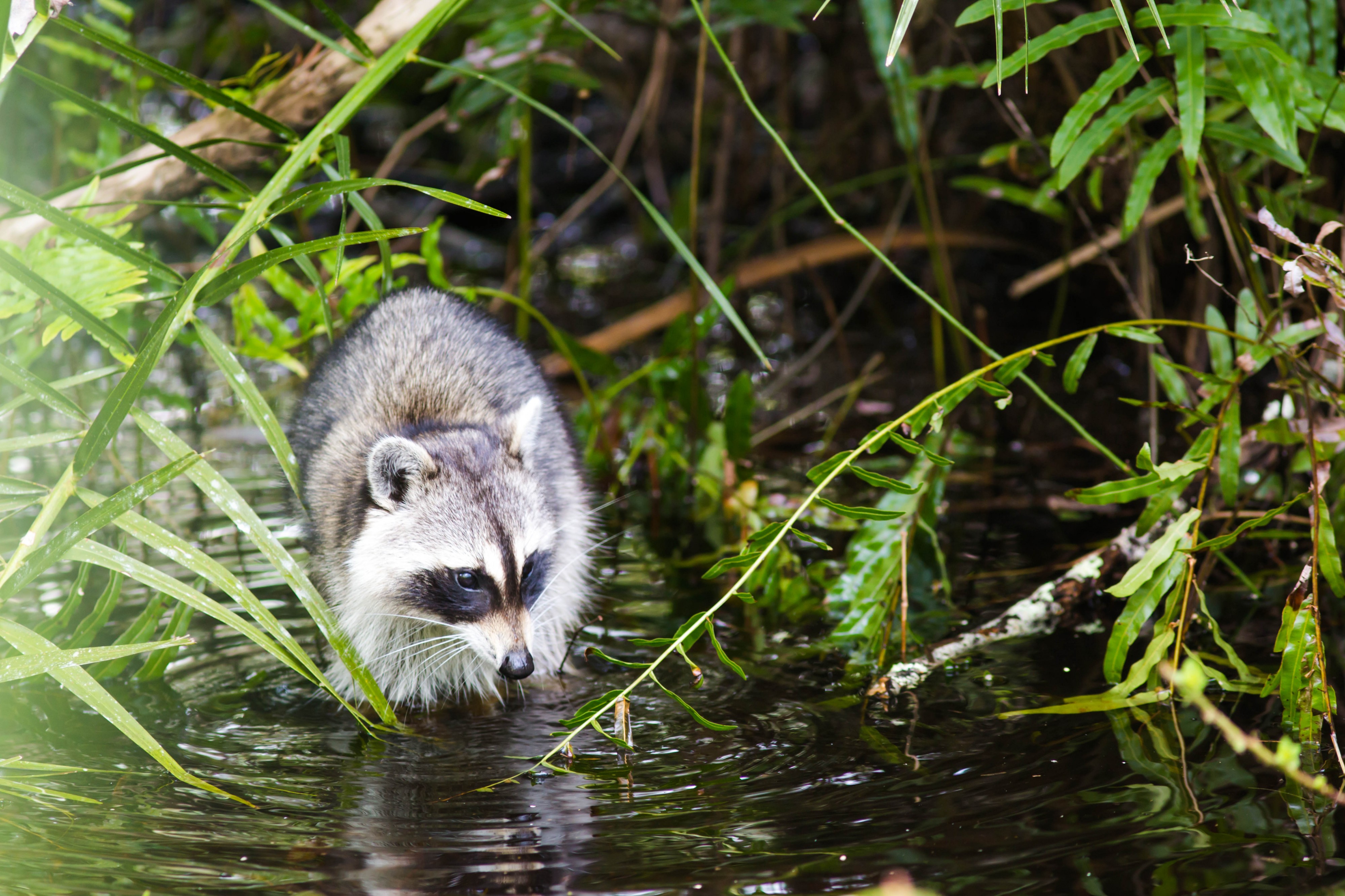 Raccoon (24381487213)