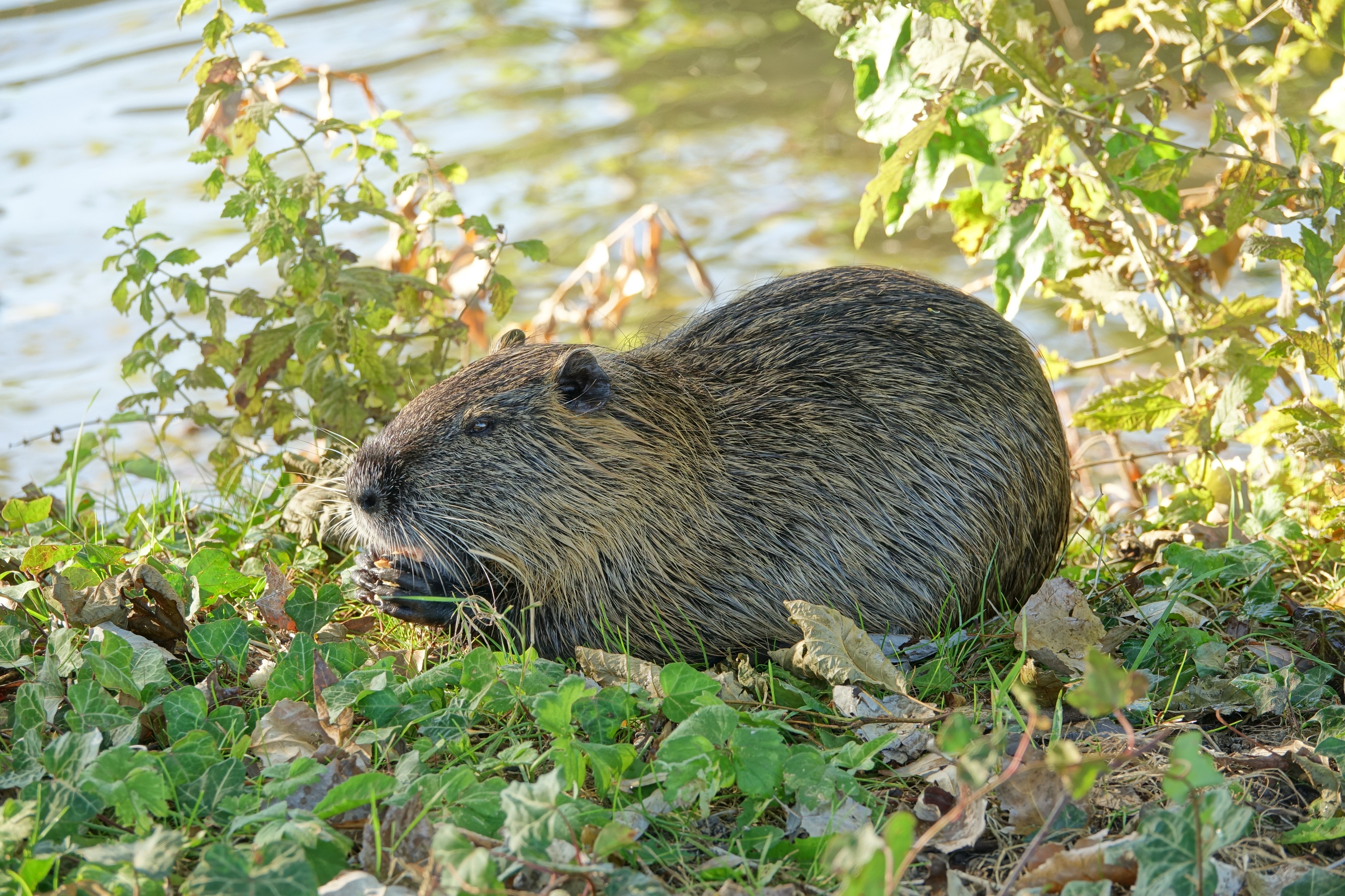 Ragondin (myocastor coypus) (animal) (10)
