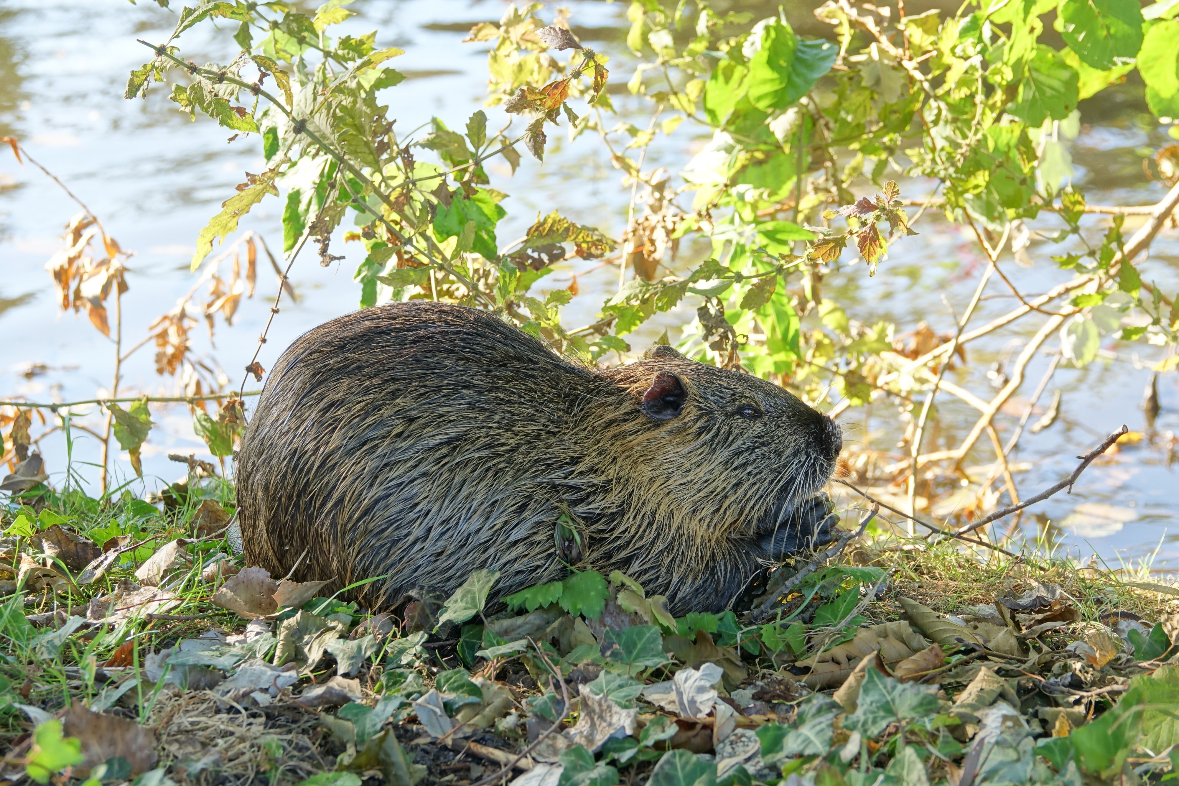 Ragondin (myocastor coypus) (animal) (9)