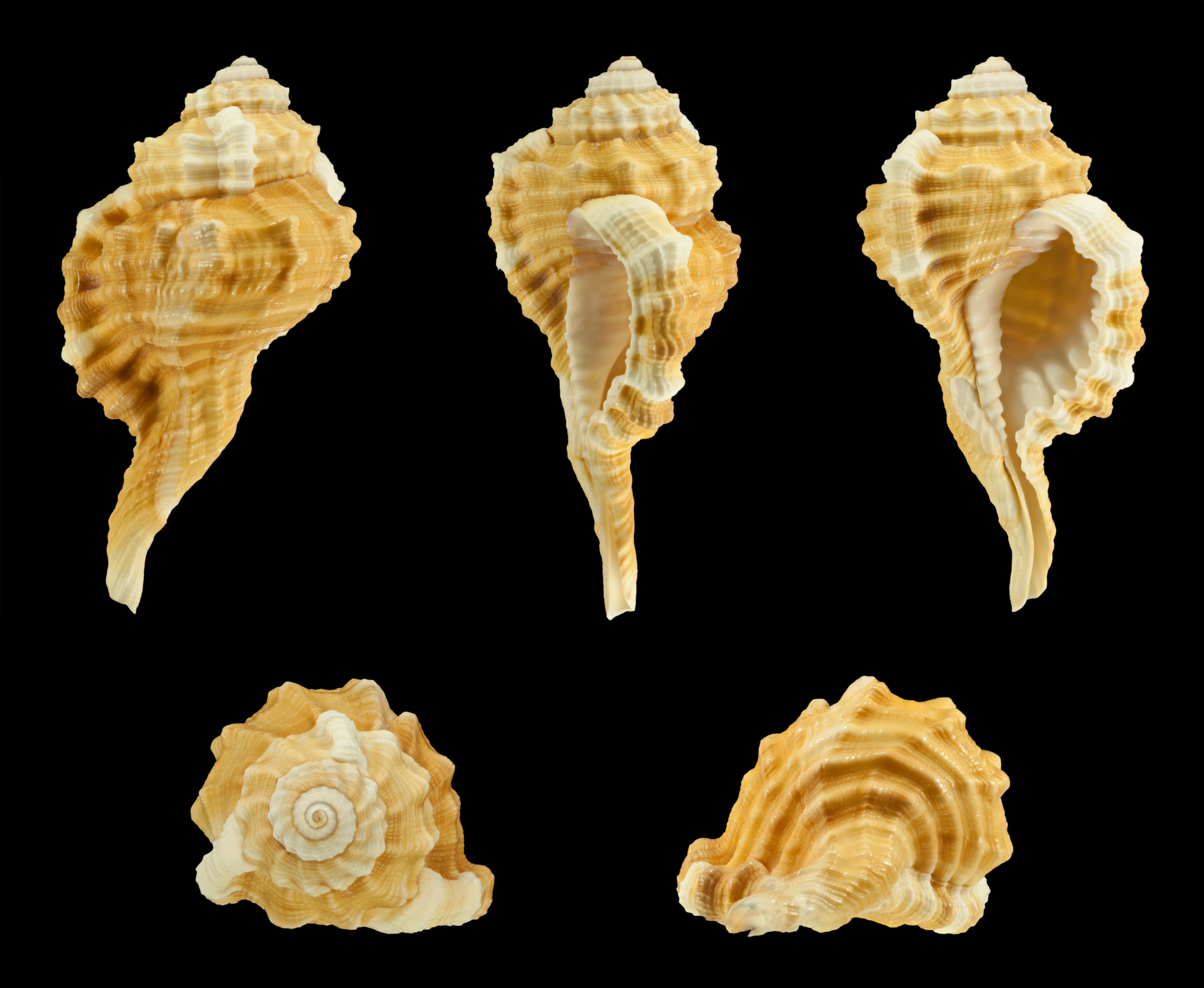 Ranularia sarcostoma 01