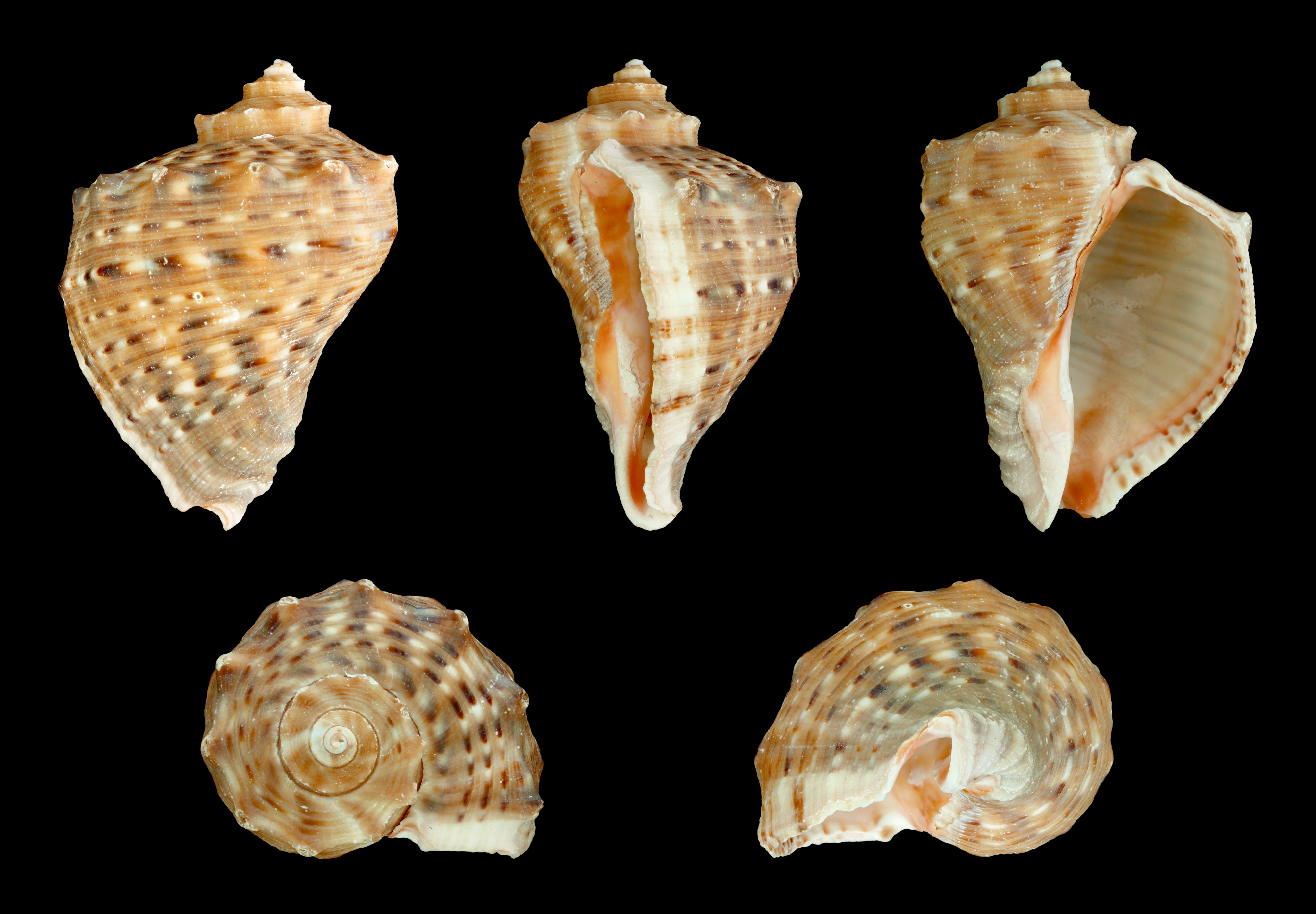 Rapana venosa forma pechiliensis 01