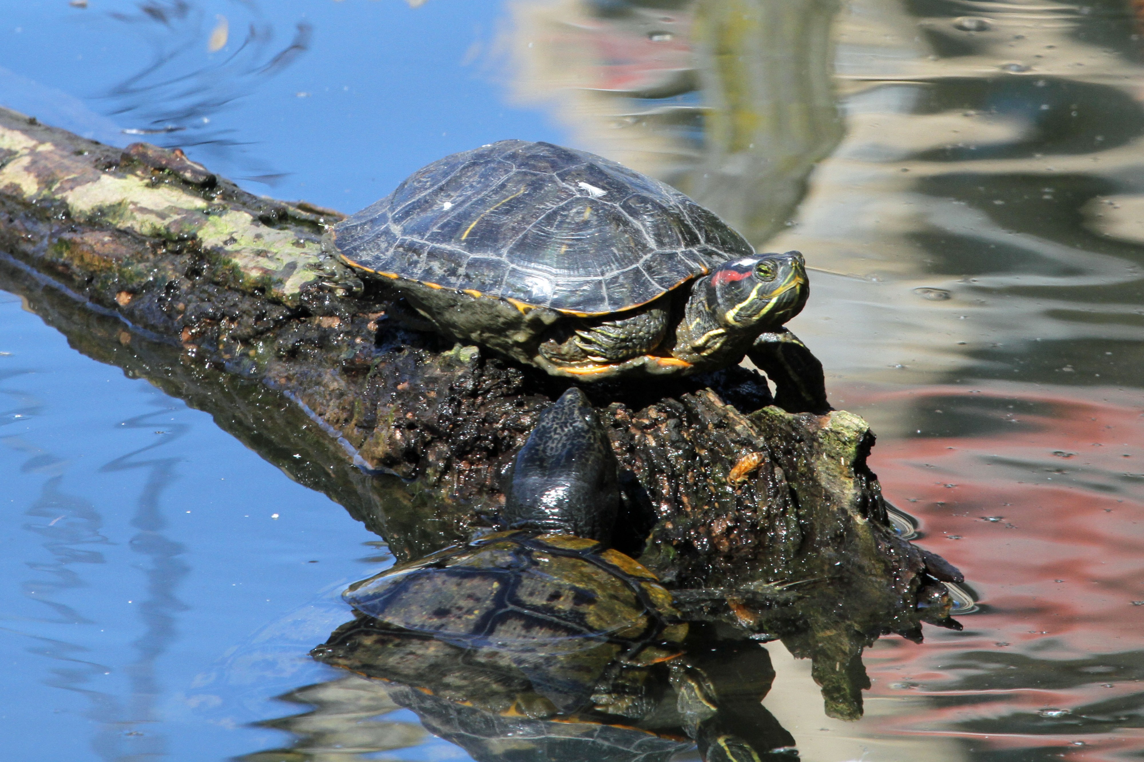 Red-eared Slider (Trachemys scripta elegans) - Flickr - GregTheBusker