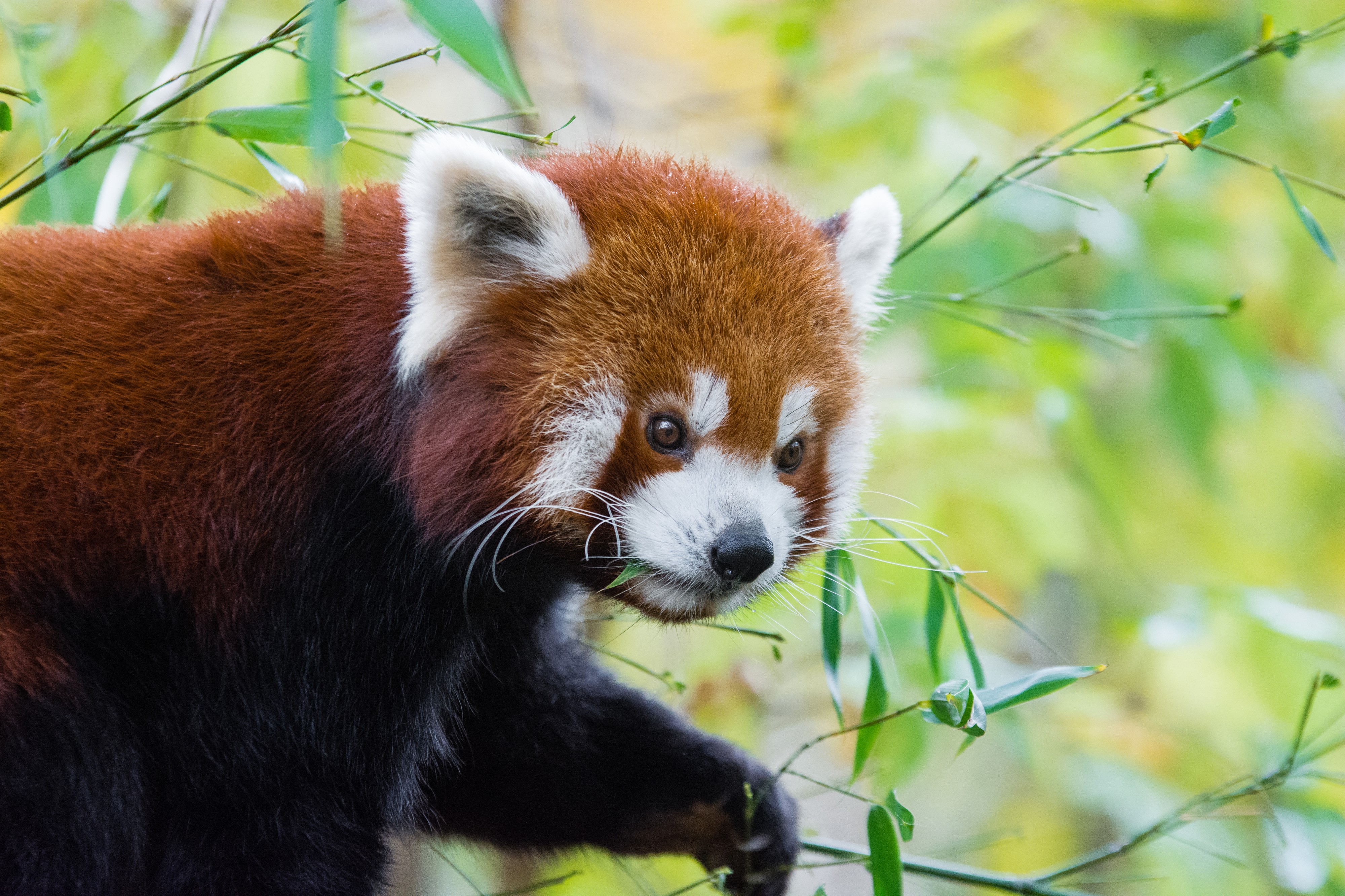 Red Panda (38517709422)