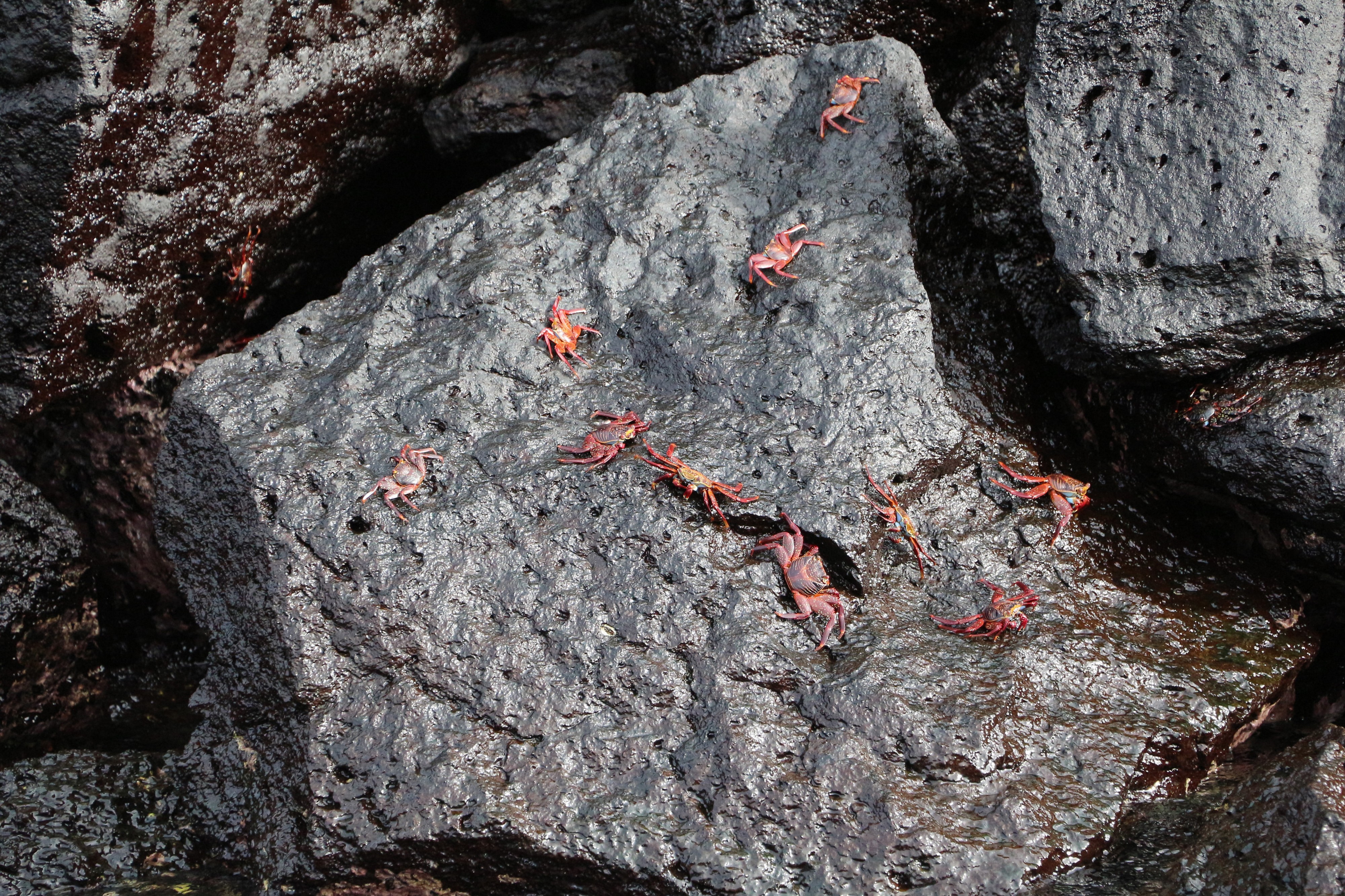 Red rock crabs, Galápagos Islands