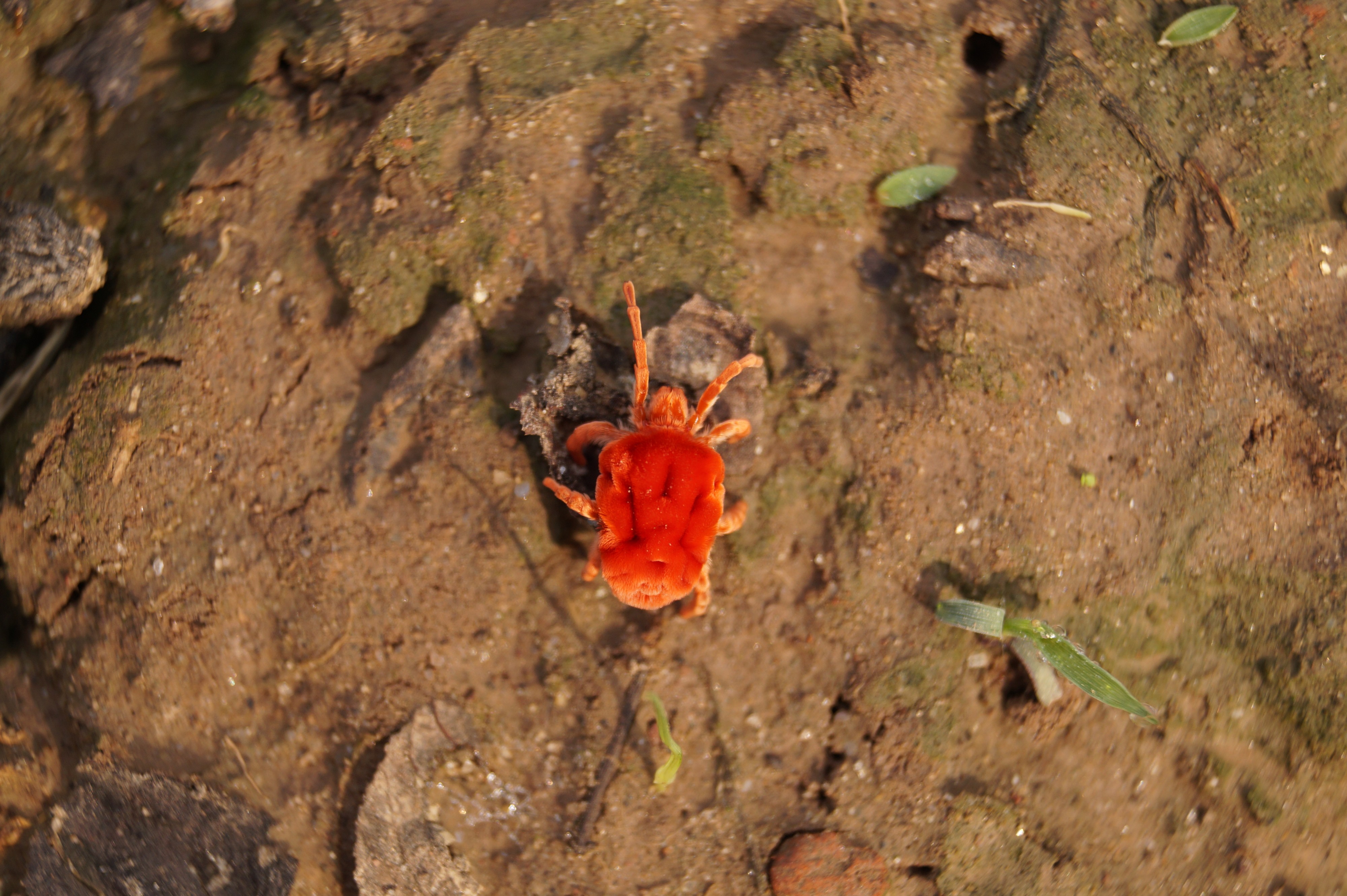 Red Velvet Mites 03