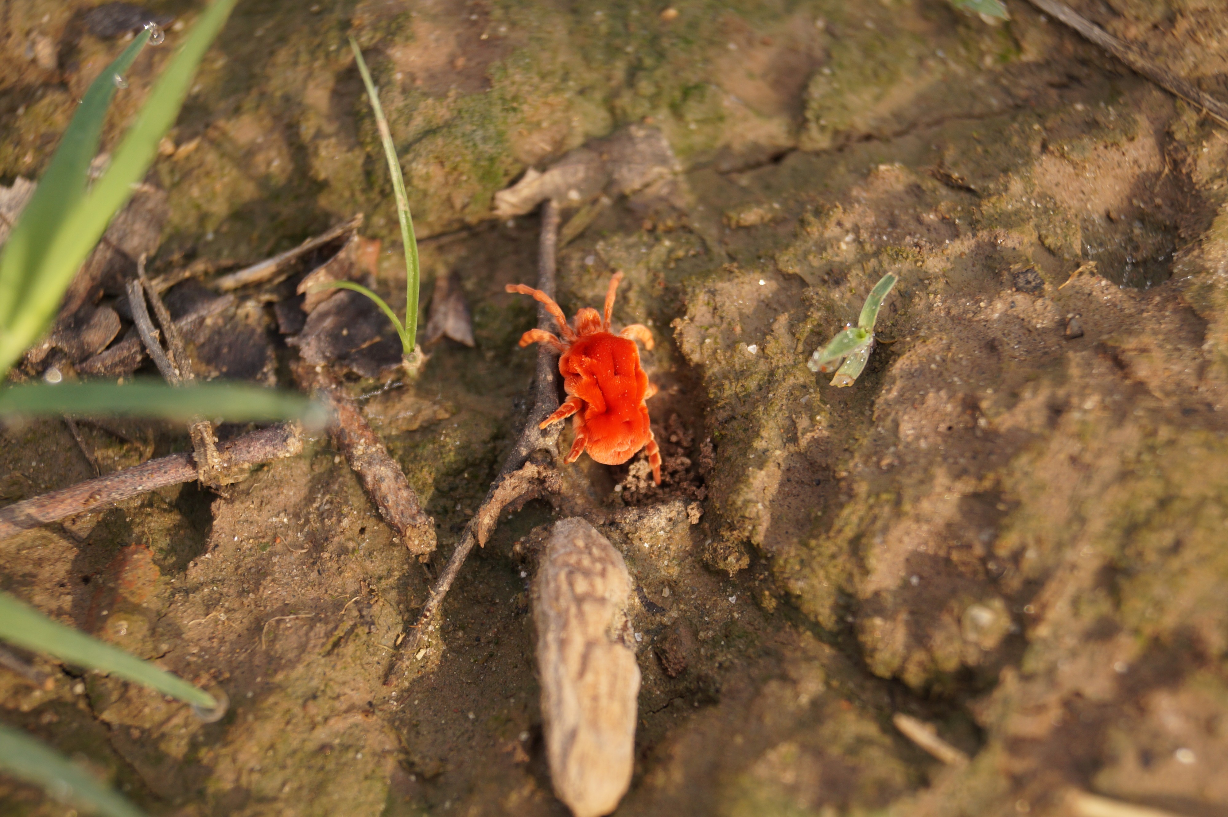 Red Velvet Mites 05