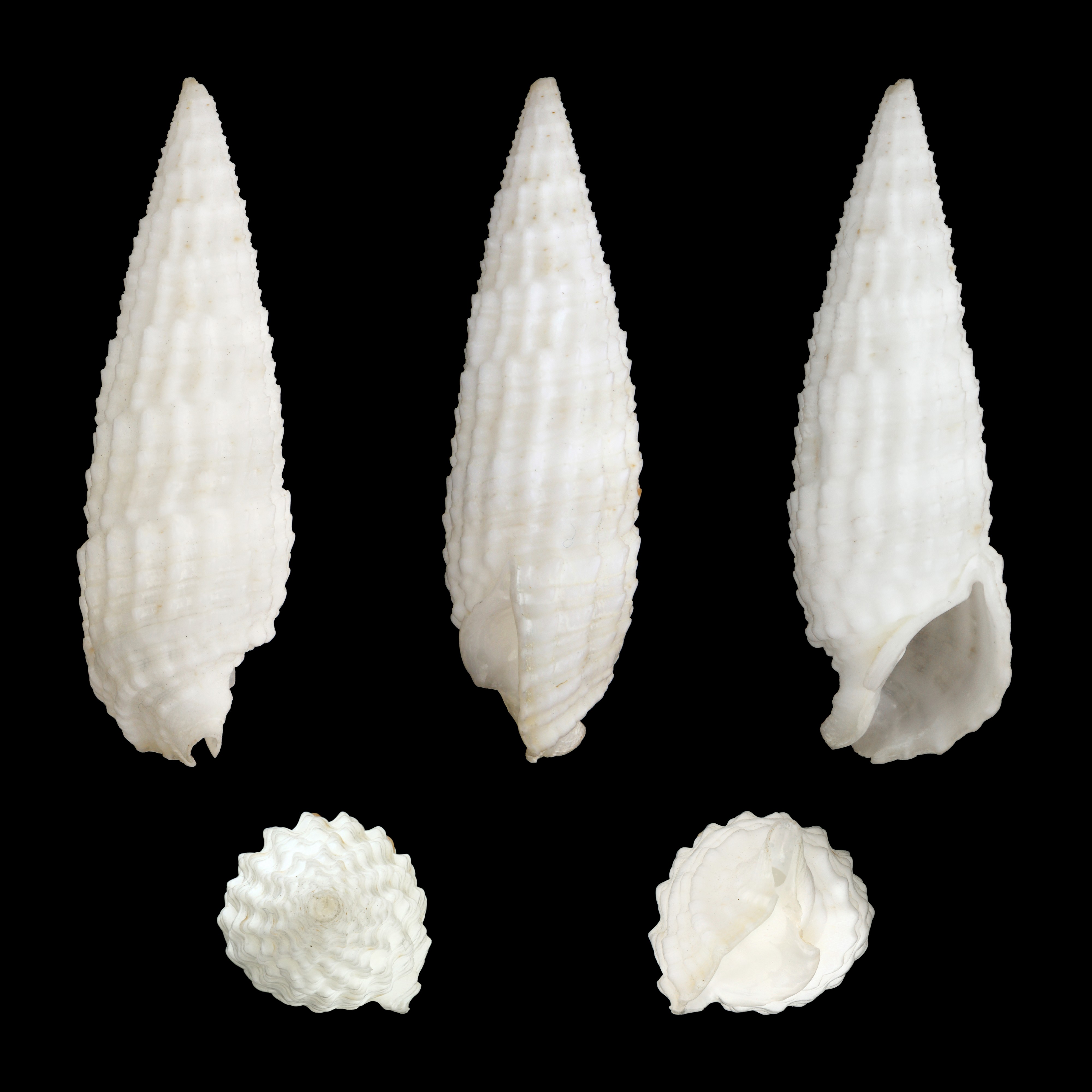 Rhinoclavis aspera 01