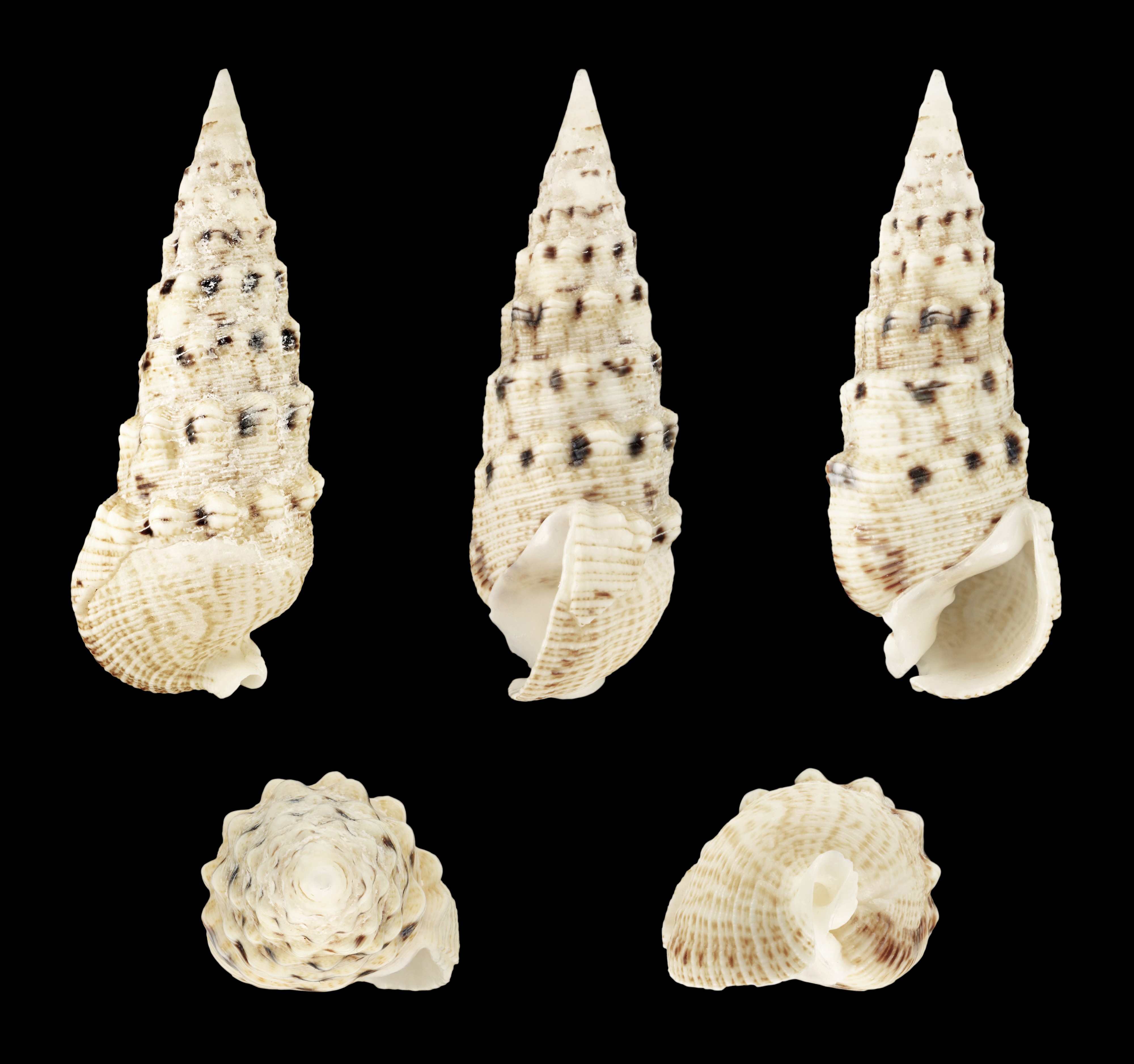 Rhinoclavis brettinghami 01