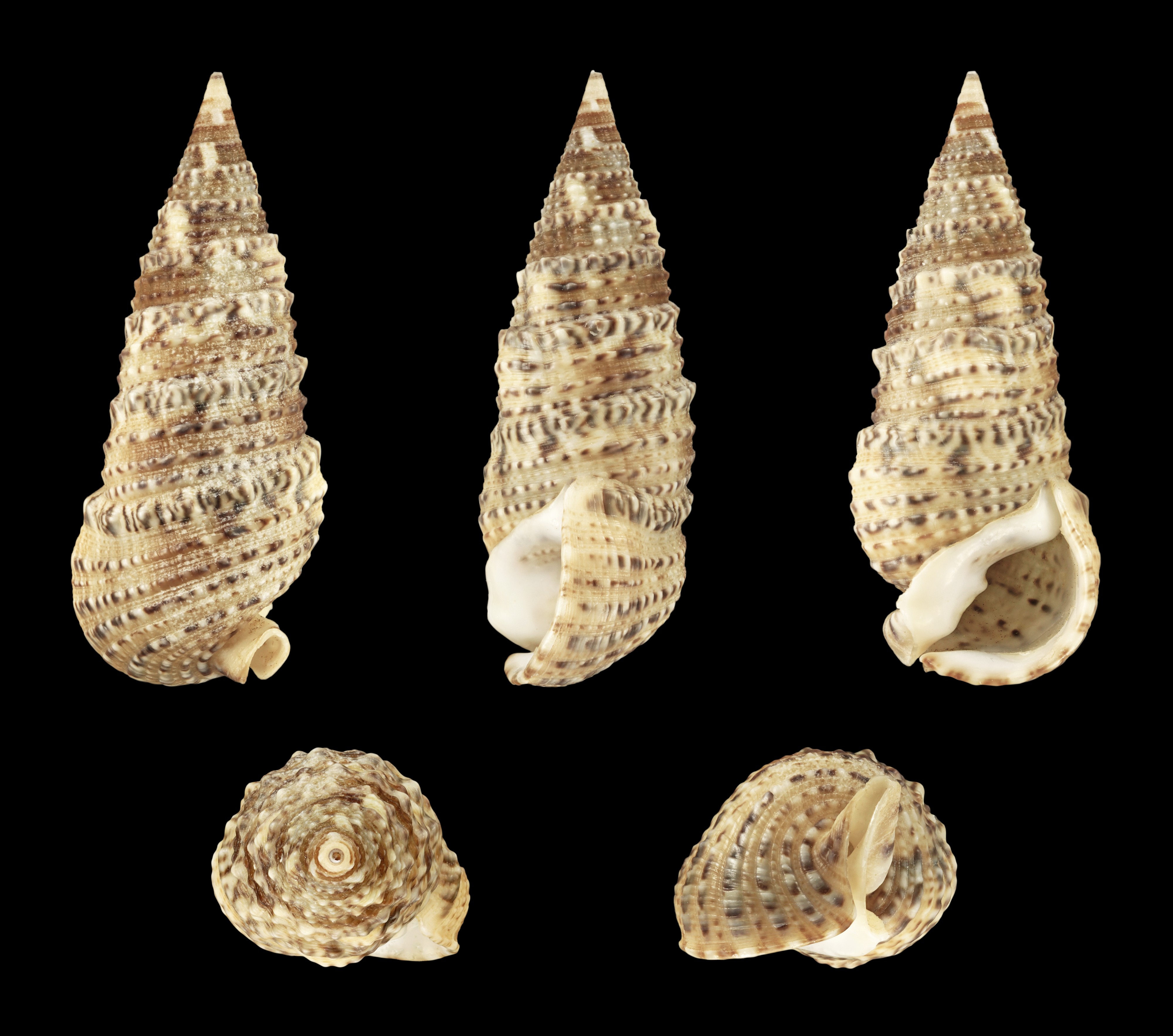 Rhinoclavis sinensis 01