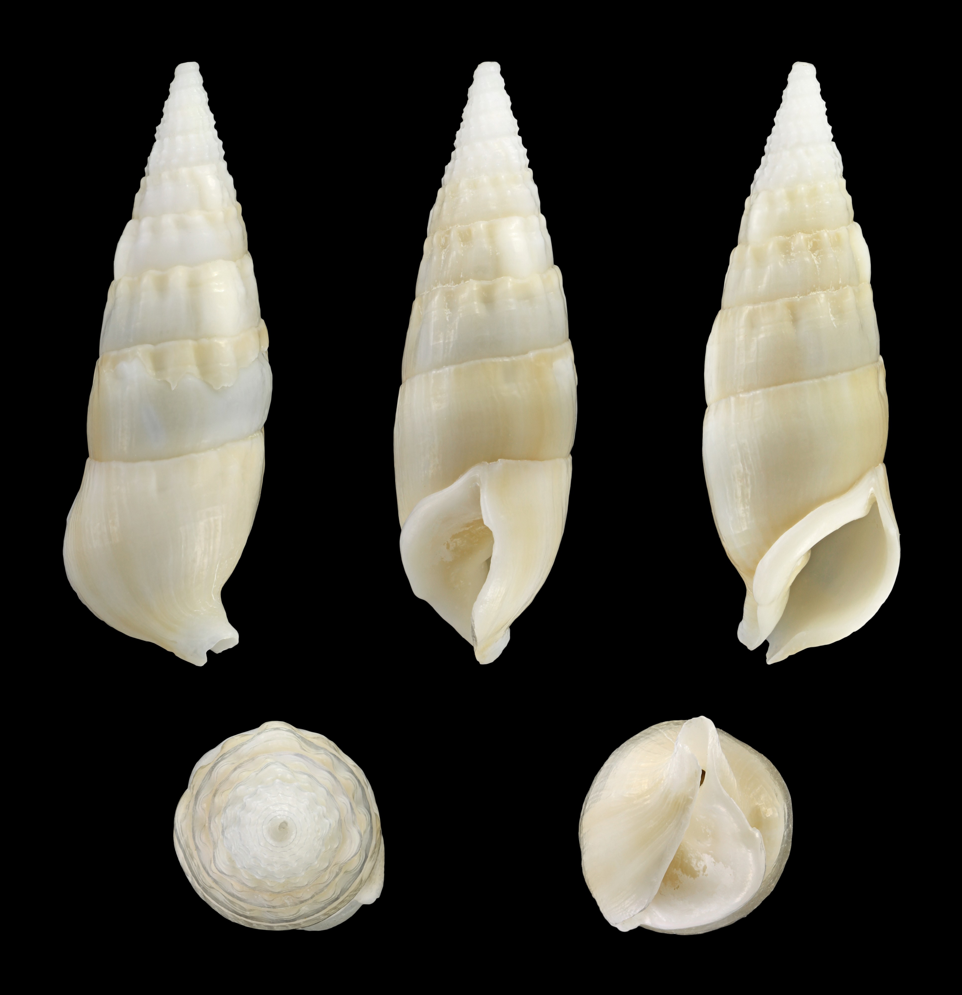 Rhinoclavis vertagus 01