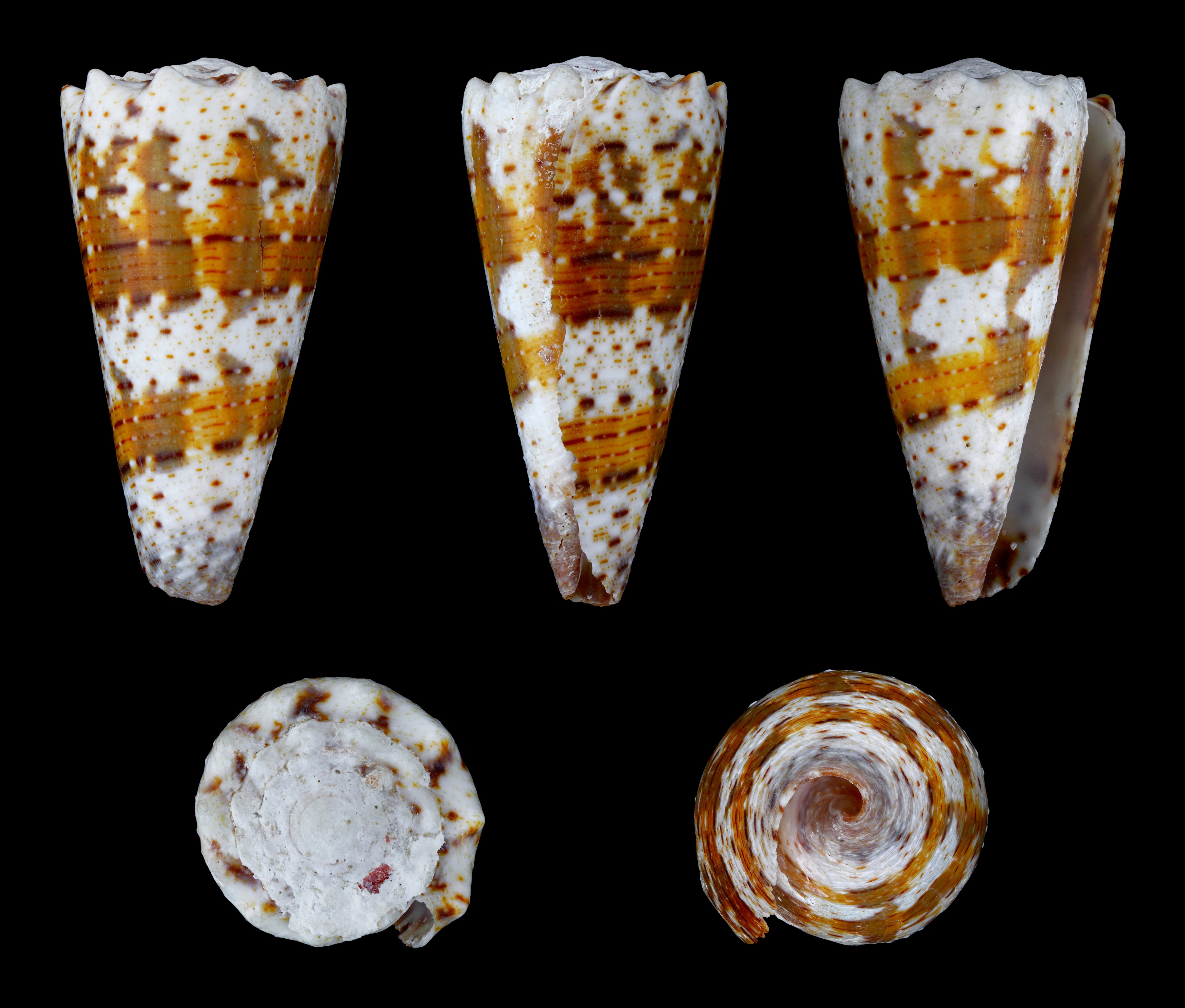 Rhombiconus imperialis 01