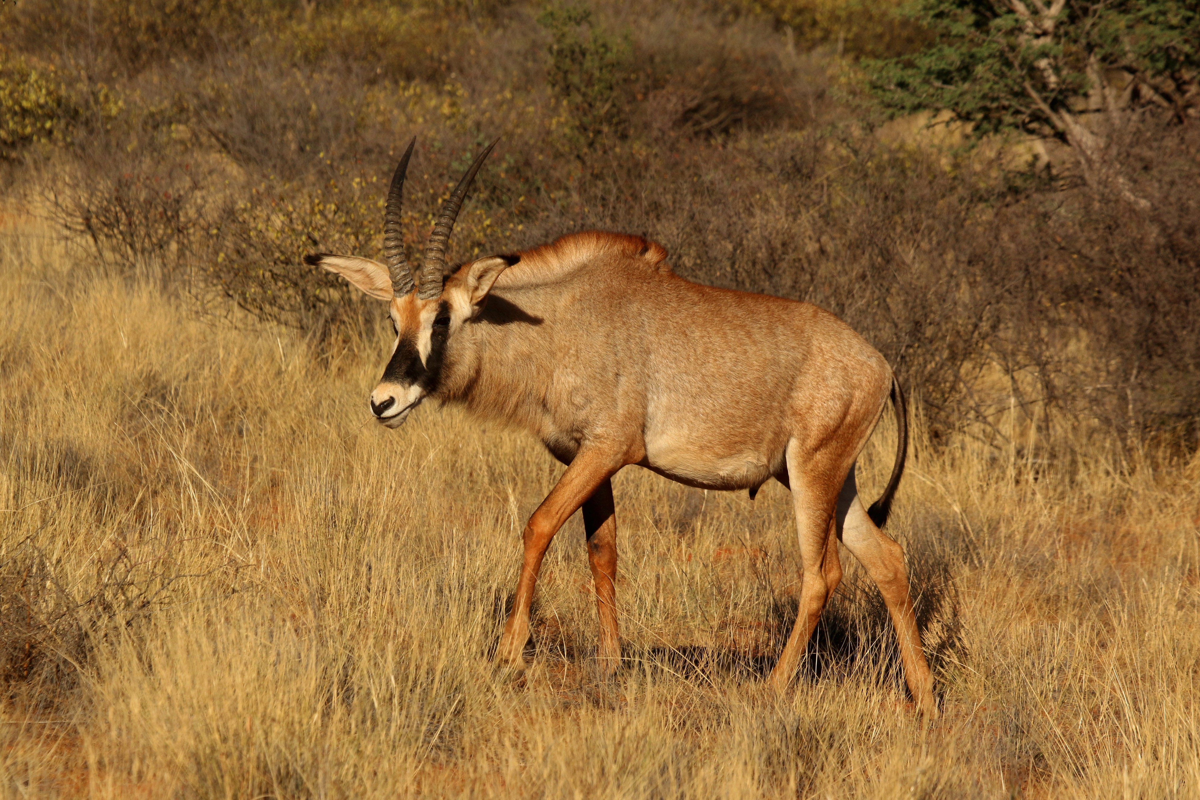 Roan antelope (Hippotragus equinus) male walking