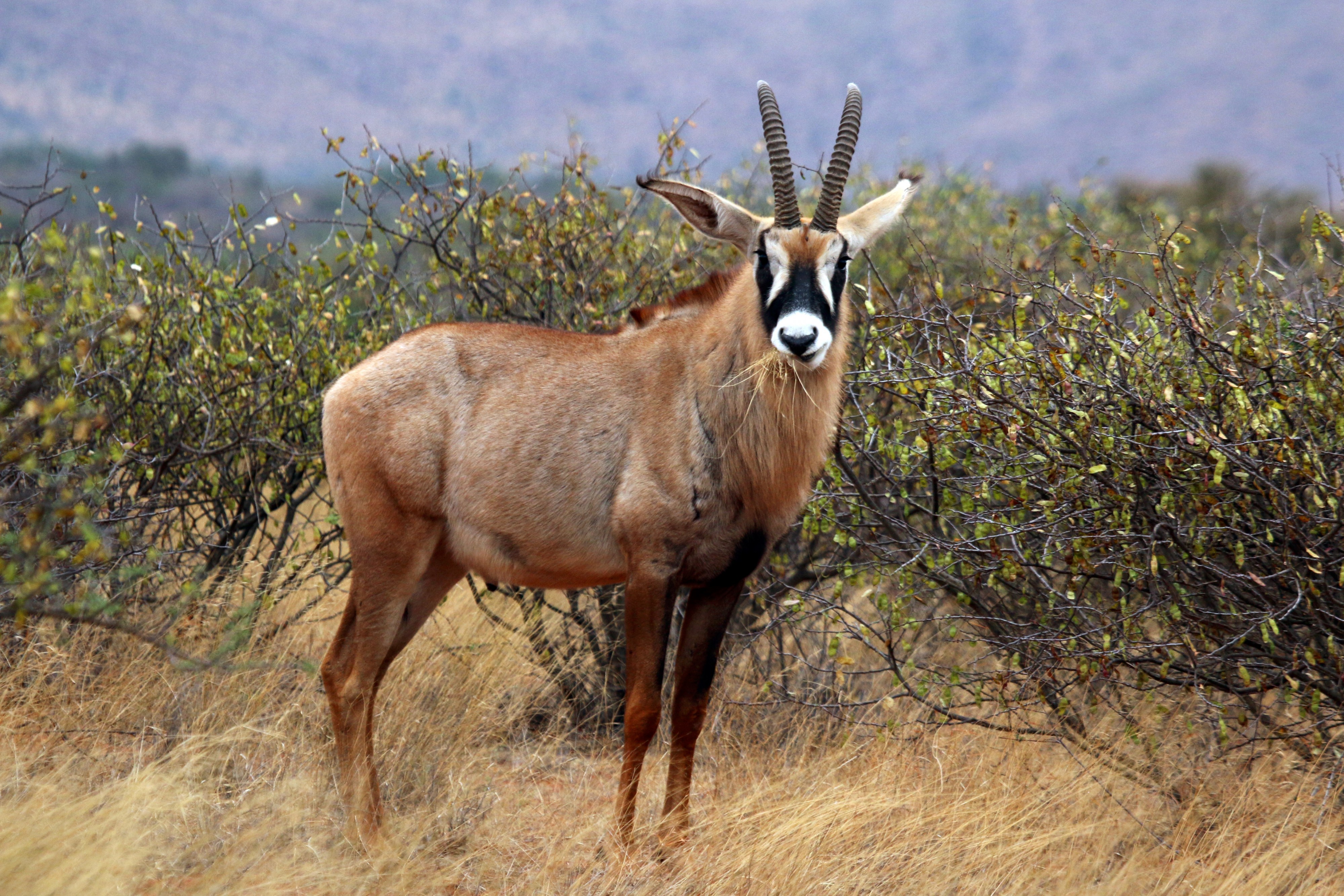 Roan antelope (Hippotragus equinus equinus) male