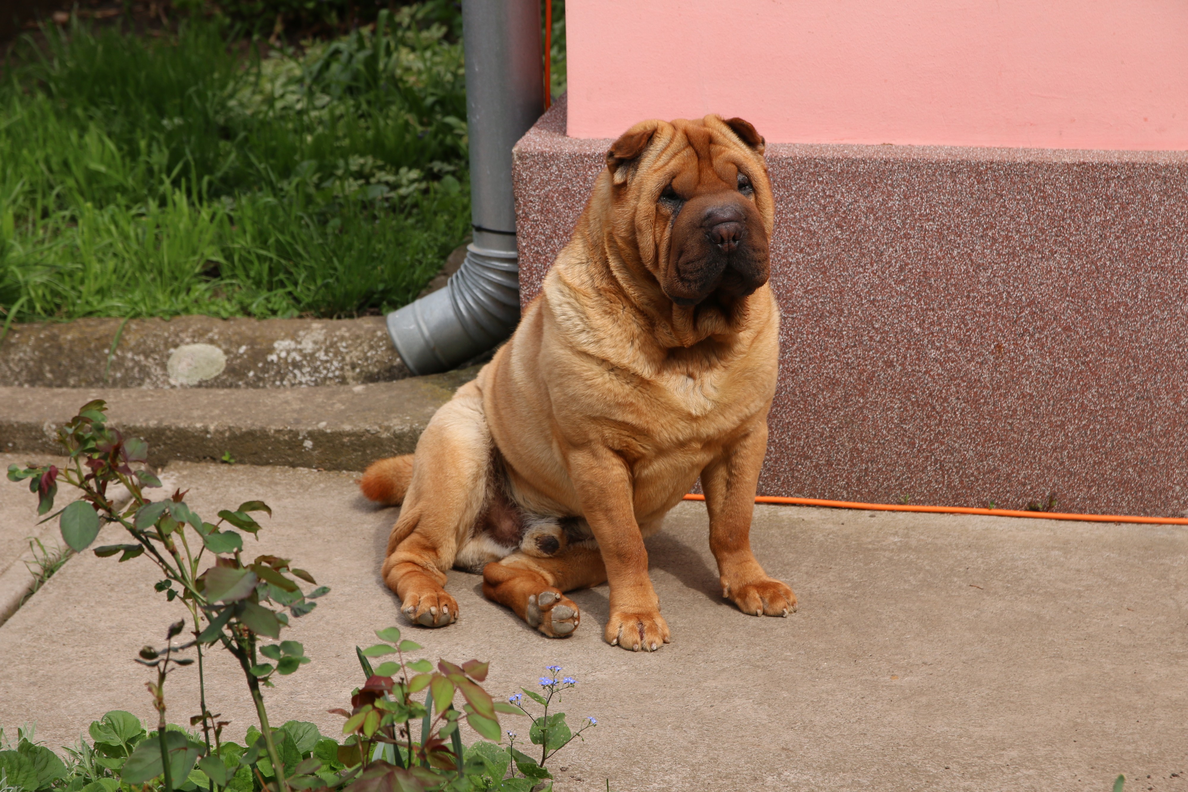 Rocky még mindig büdös
