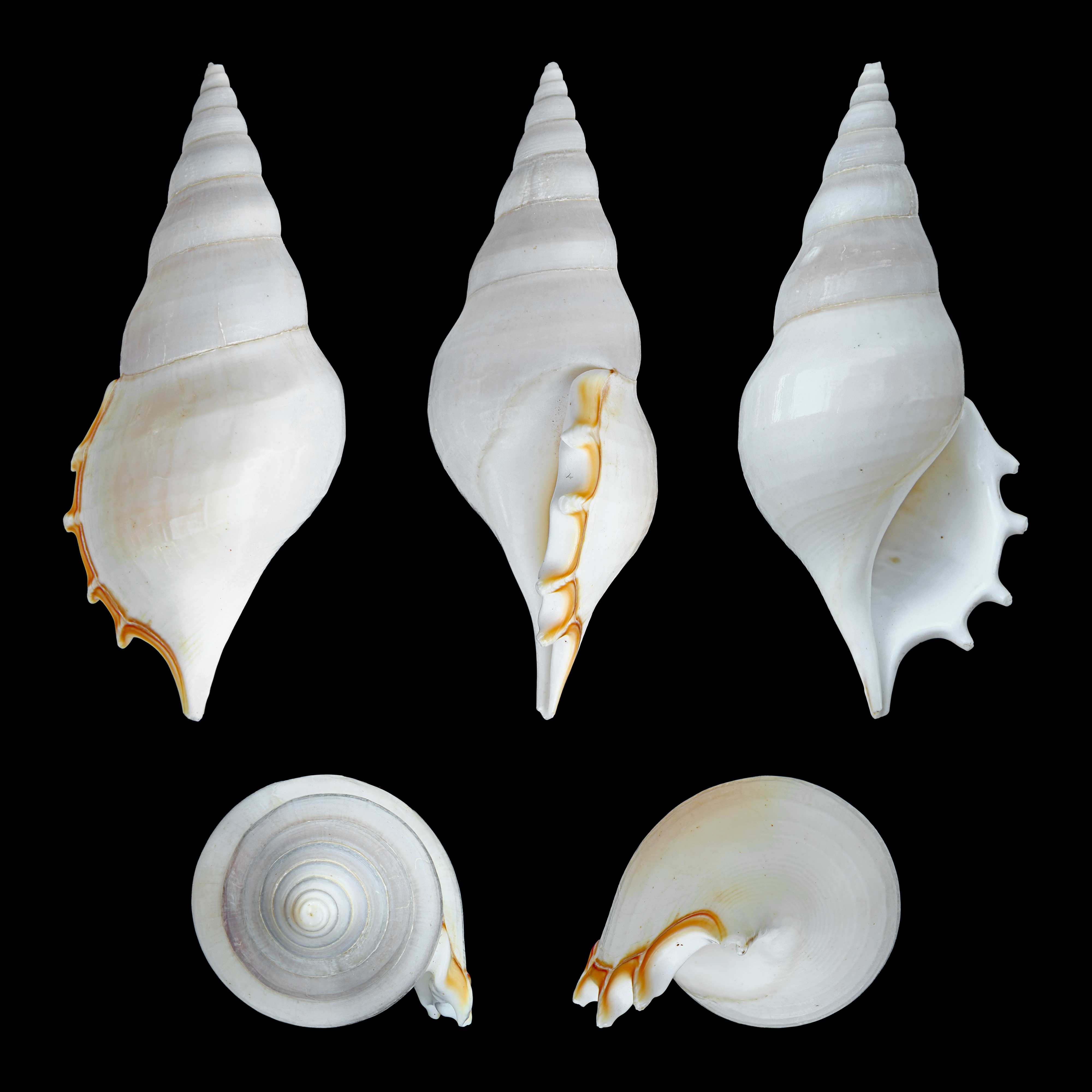 Rostellariella delicatula 01